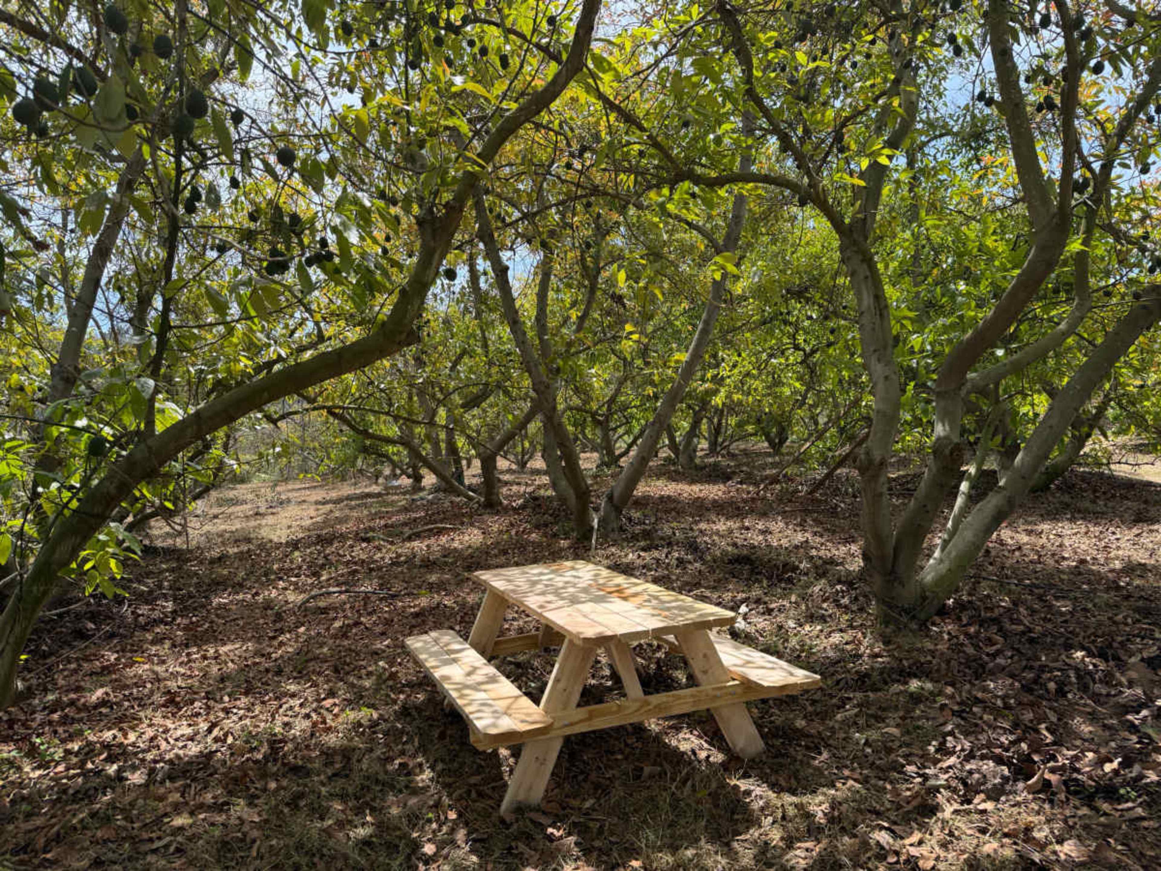Private Avocado Ranch with Cinematic Hillside Views Image in , Temecula, CA