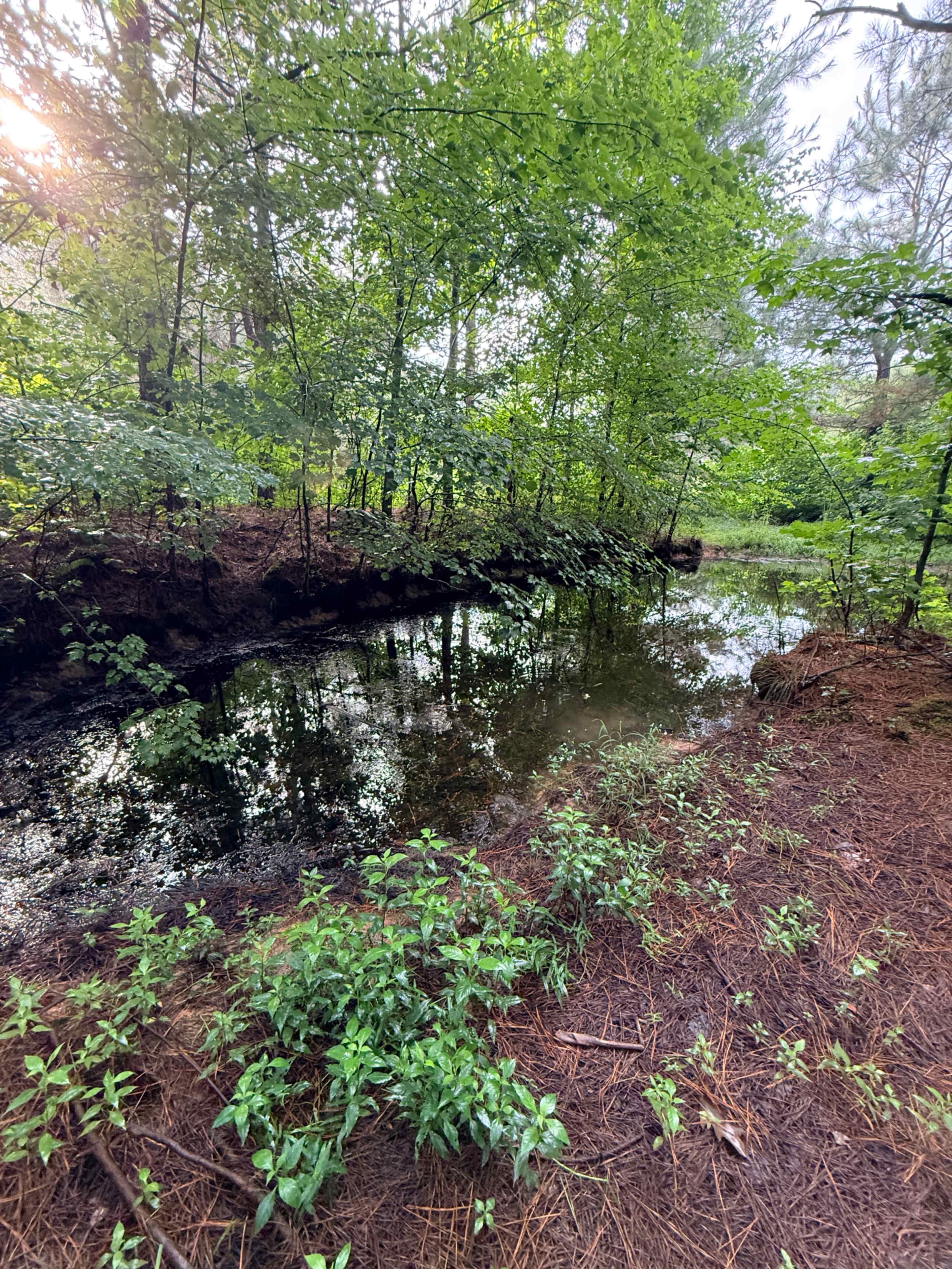 A calm, reflective pond is surrounded by dense greenery and trees, with pine needles covering the ground.