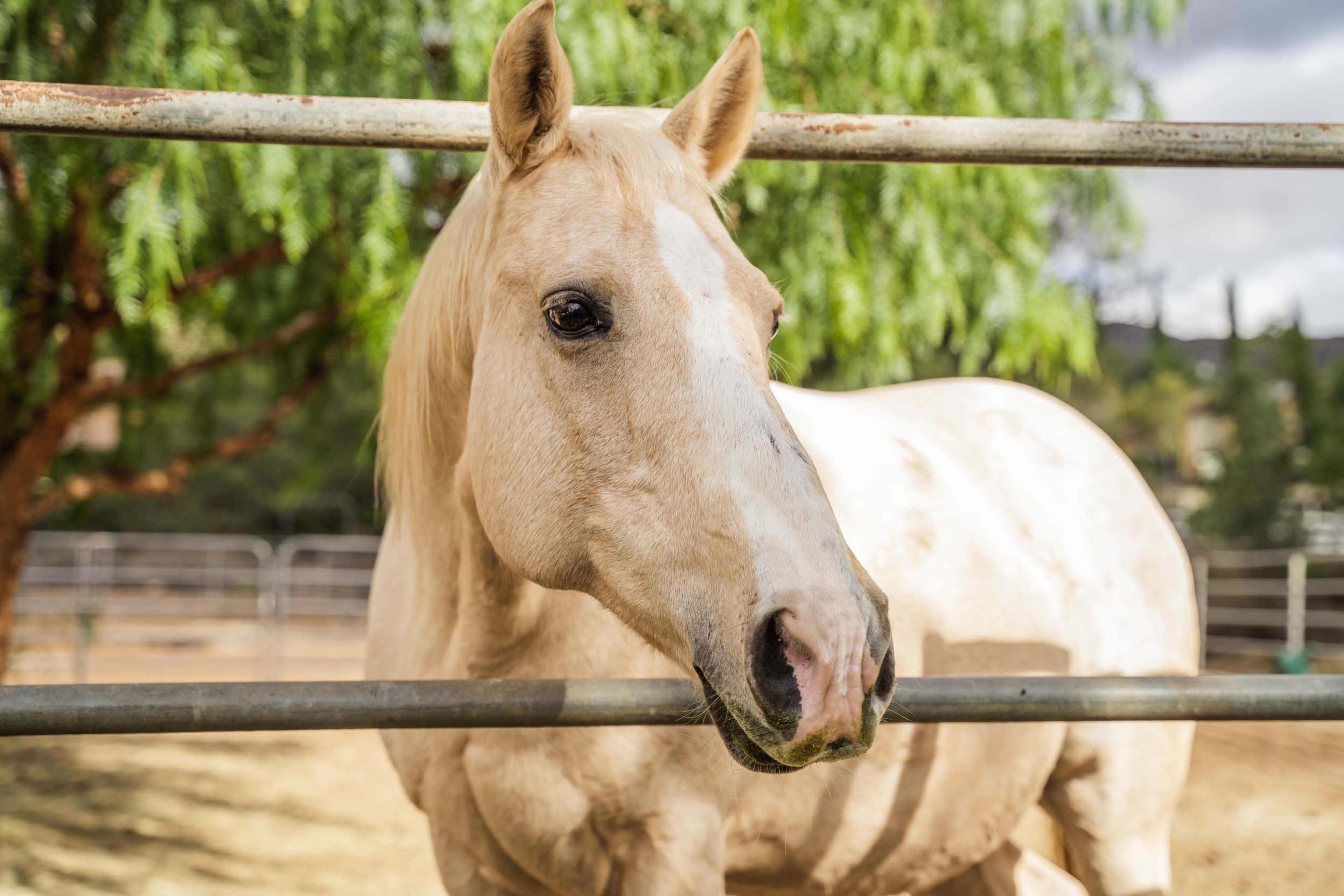 A pale horse stands in a fenced enclosure with a tree in the background.