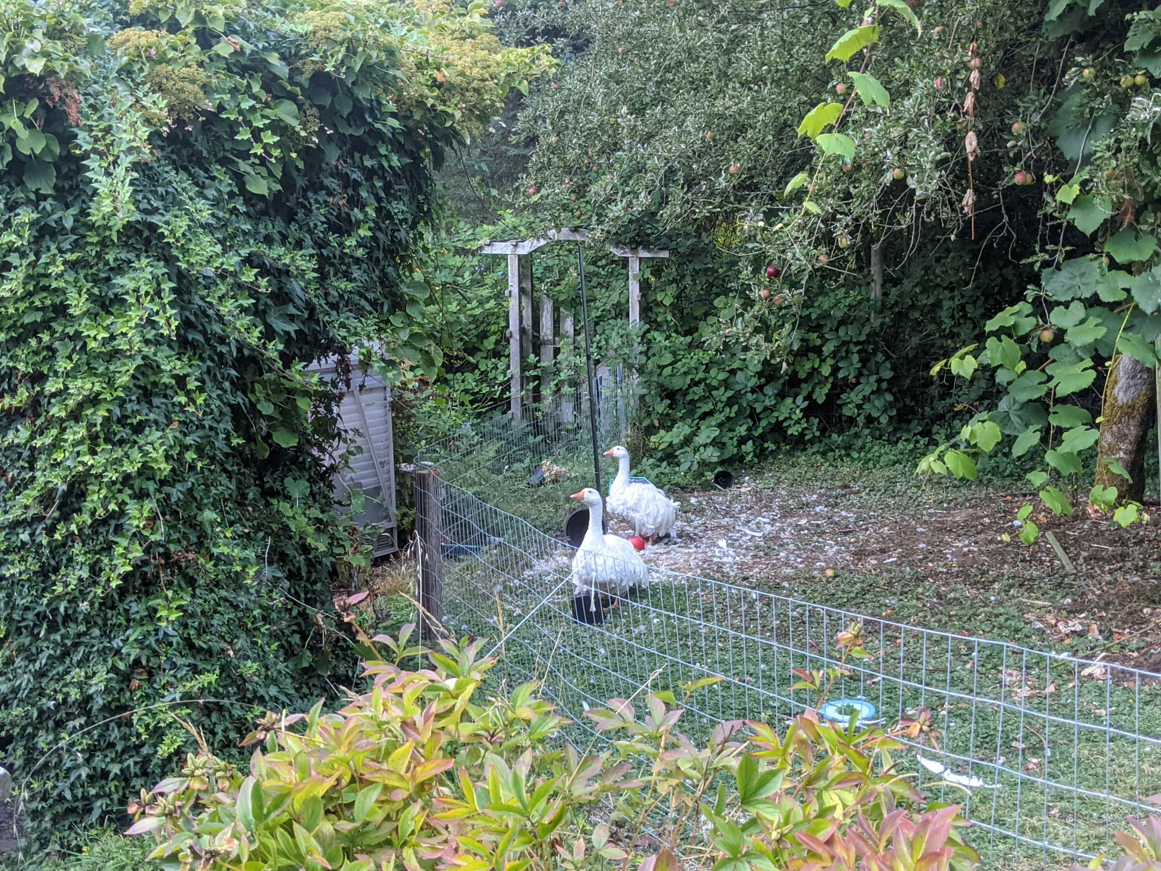 Two geese stand near a fenced area surrounded by dense vegetation and greenery.