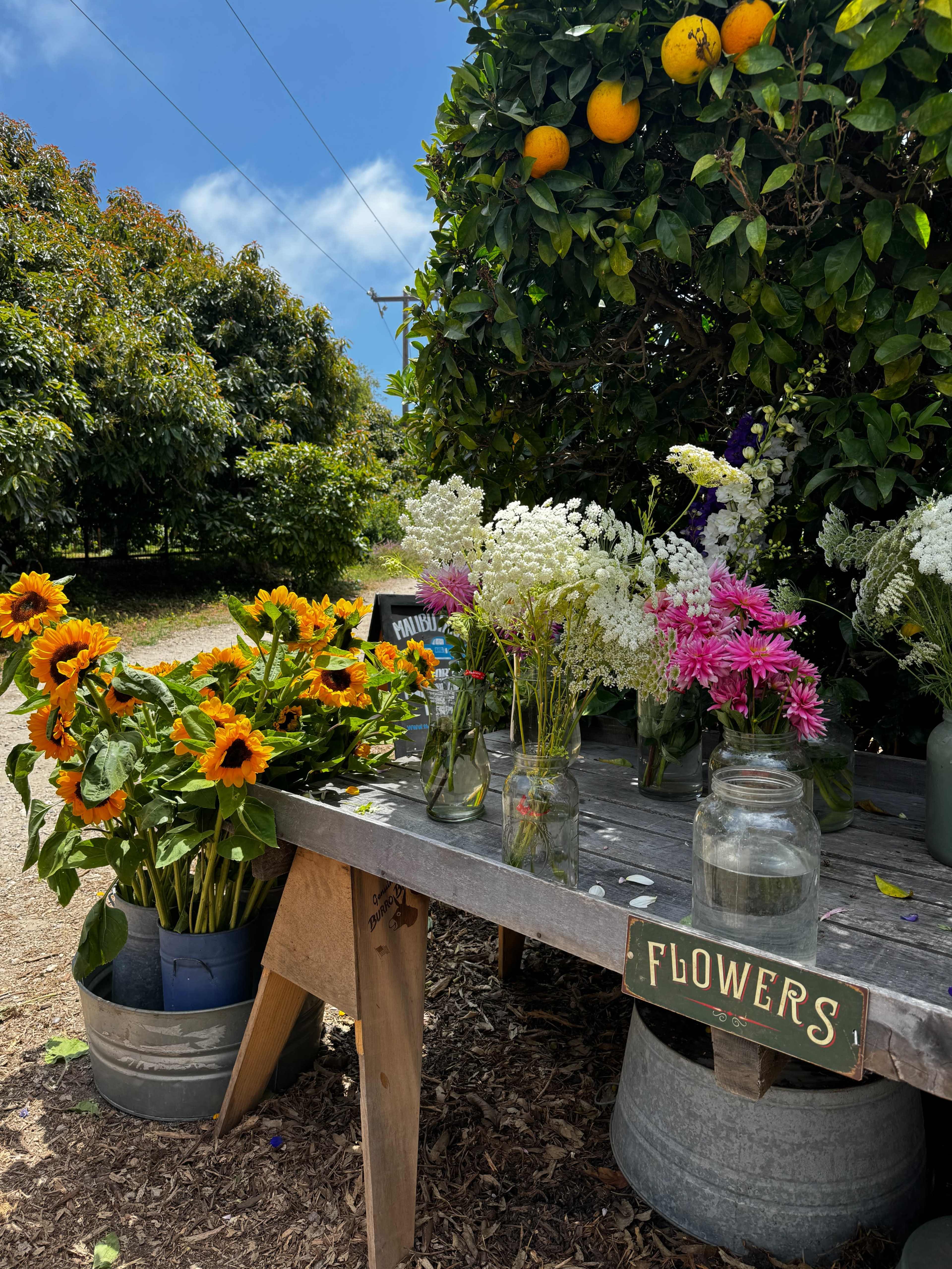A wooden table displays a variety of fresh-cut flowers in glass vases, while orange trees stand in the background under a blue sky.