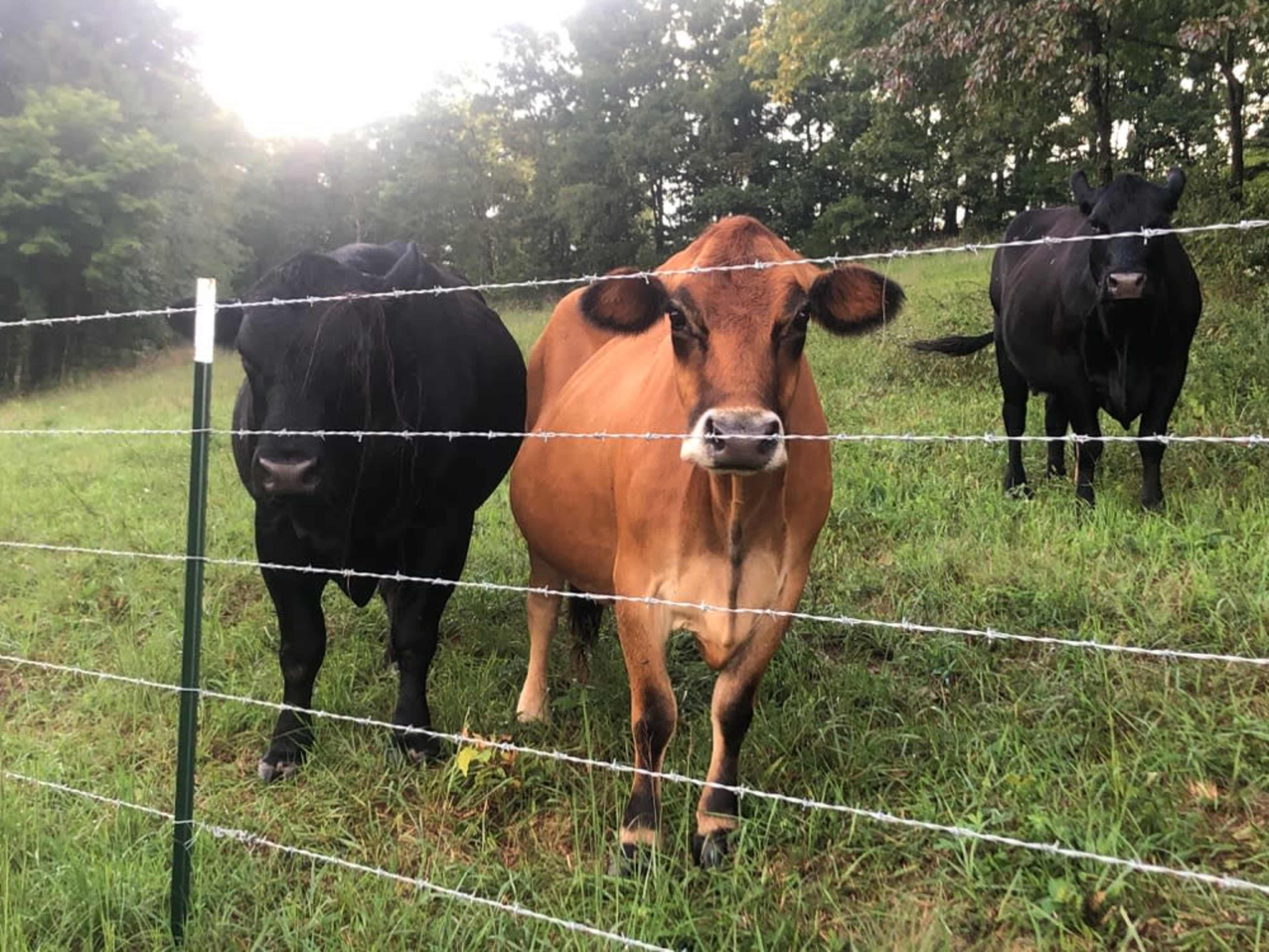 Cattle included in photo shoot or film.