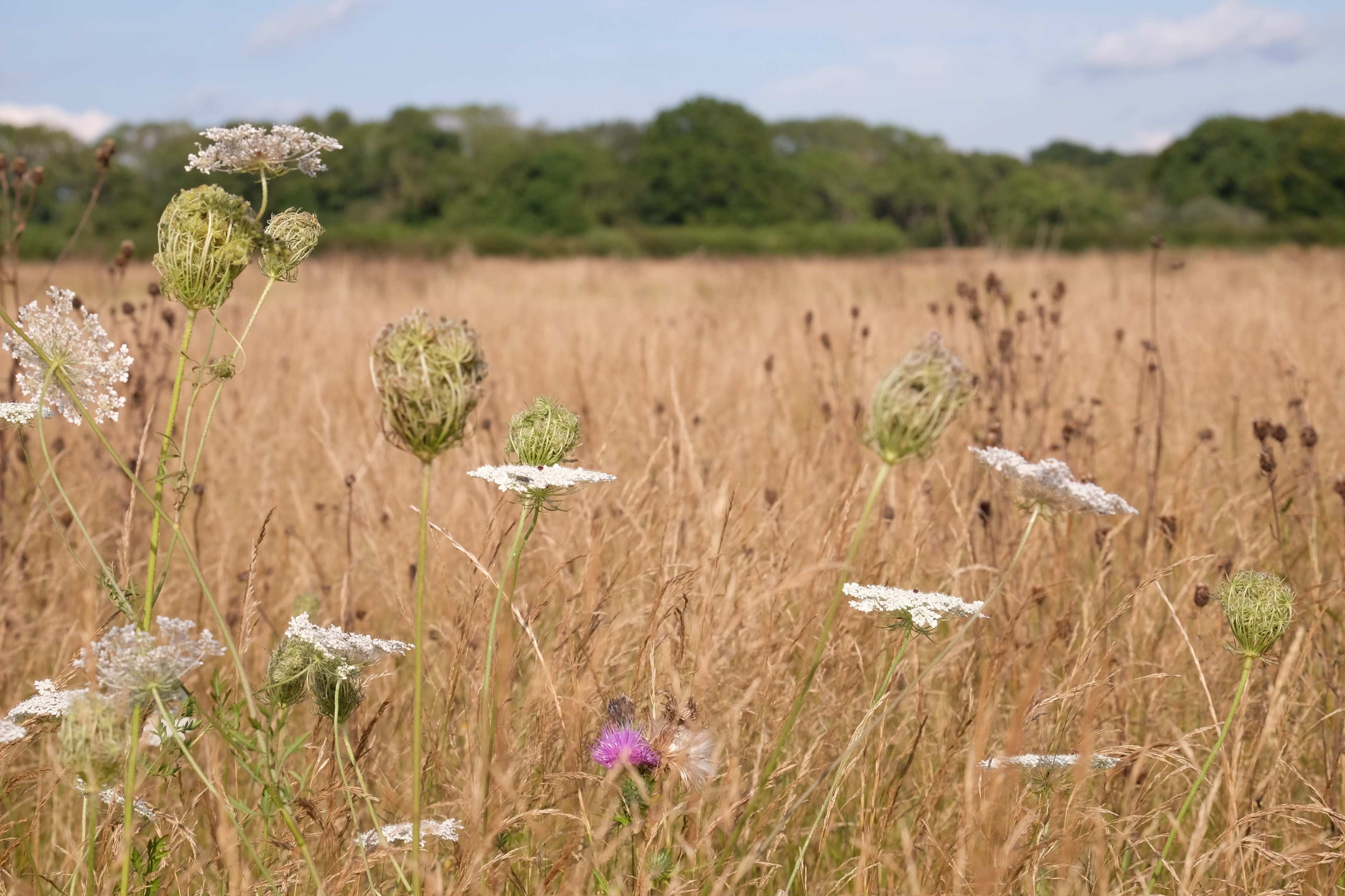 Organic Farm with beautiful wildlife areas and rustic spaces Image in Hambledon, Waterlooville, ENG