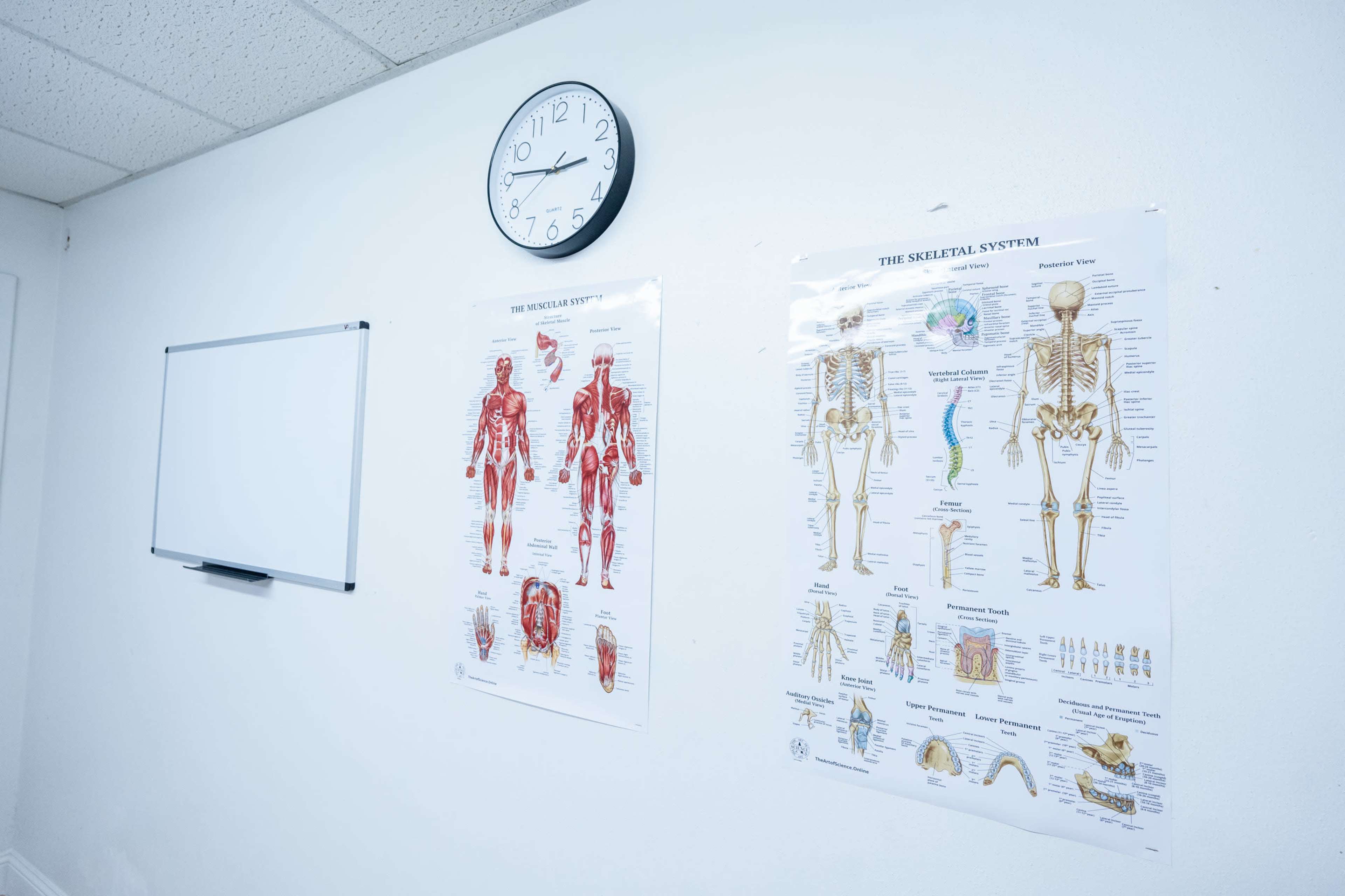 The image shows a classroom wall with a clock and two educational posters, one depicting the muscular system and the other illustrating the skeletal system, along with a whiteboard.