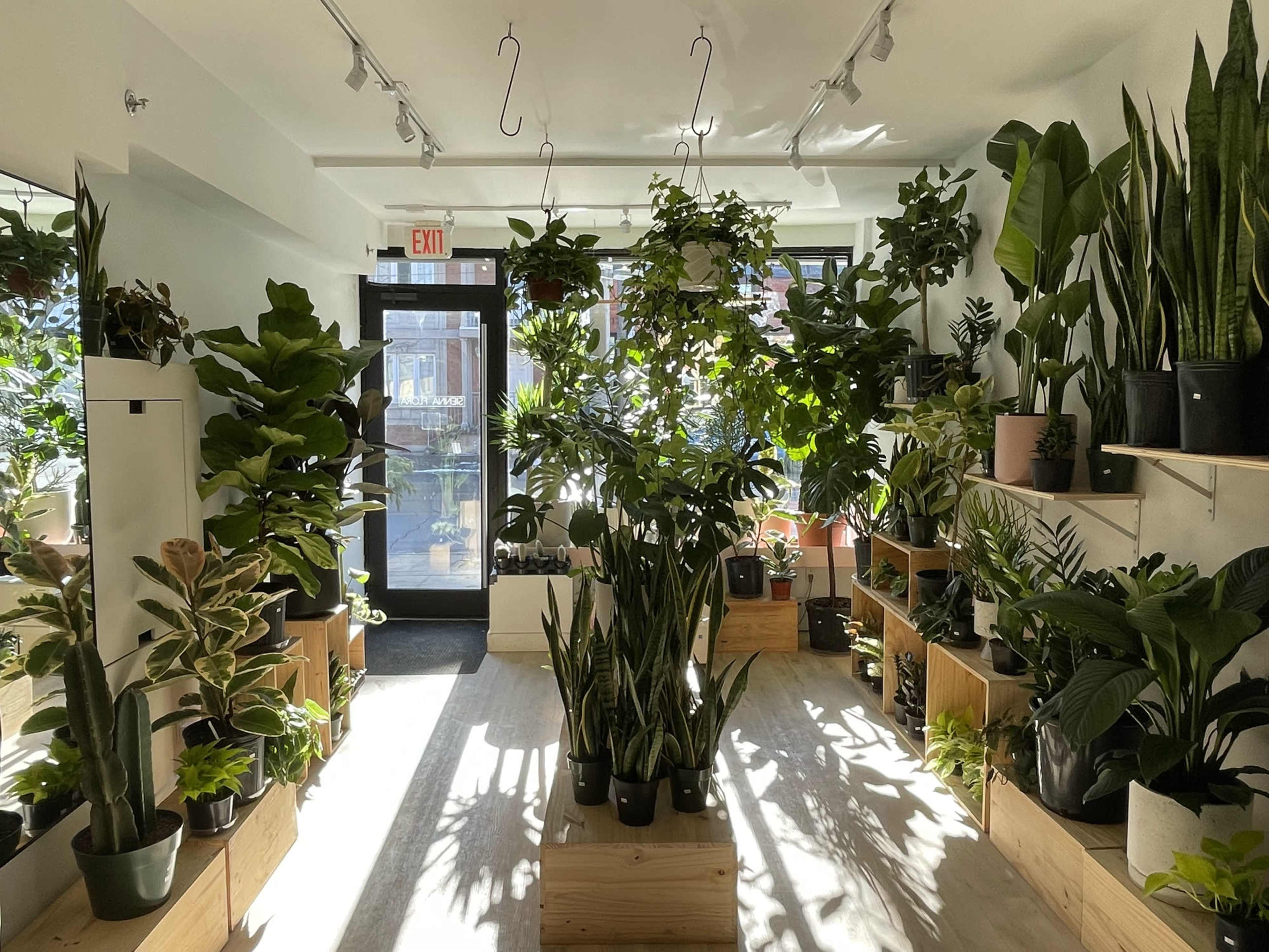 The image shows a plant shop filled with various indoor plants arranged on wooden shelves and a central display, with sunlight streaming through large windows.