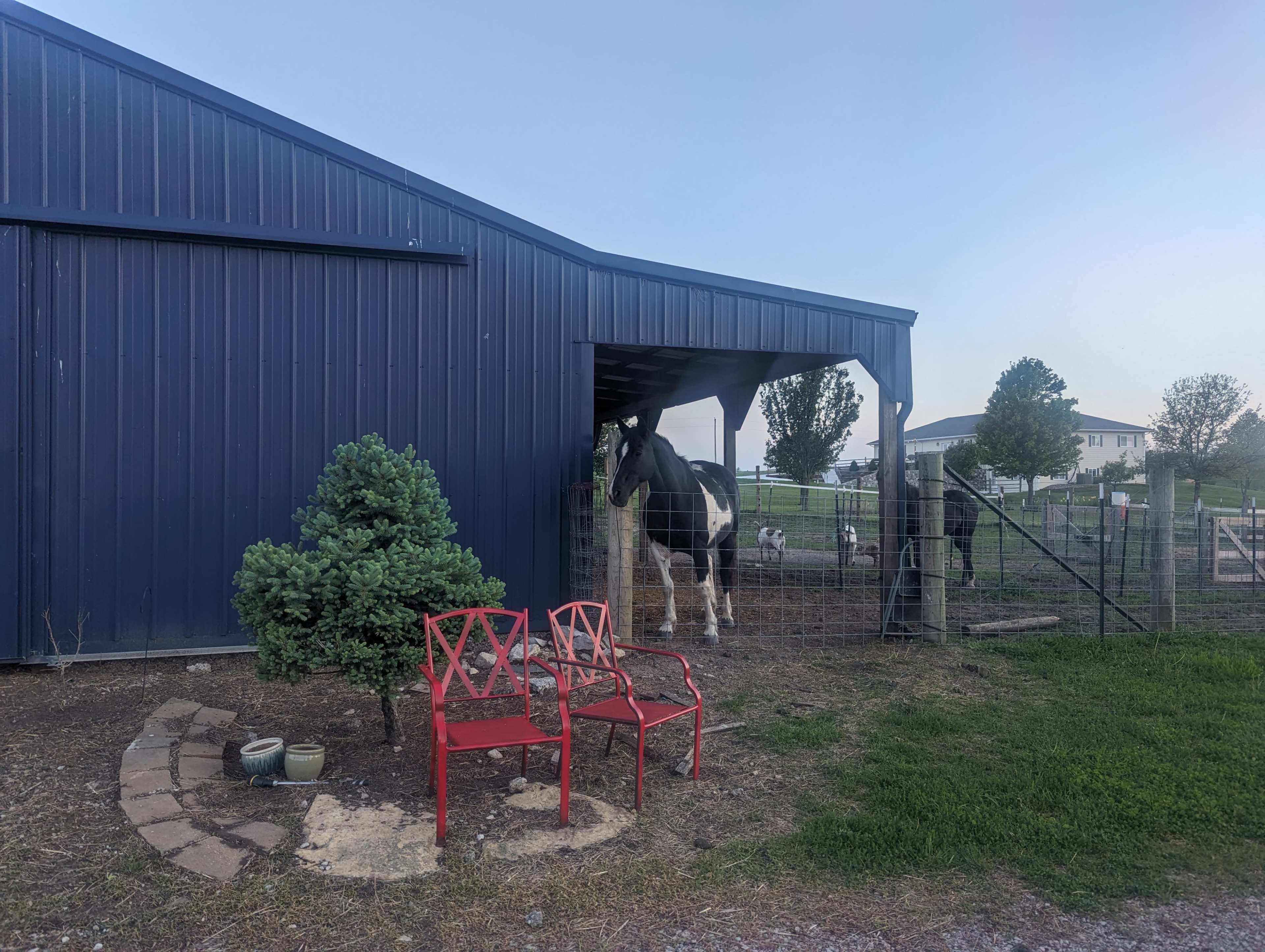 A cow stands in a barn entrance beside two red chairs and a small shrub in a gravel area.