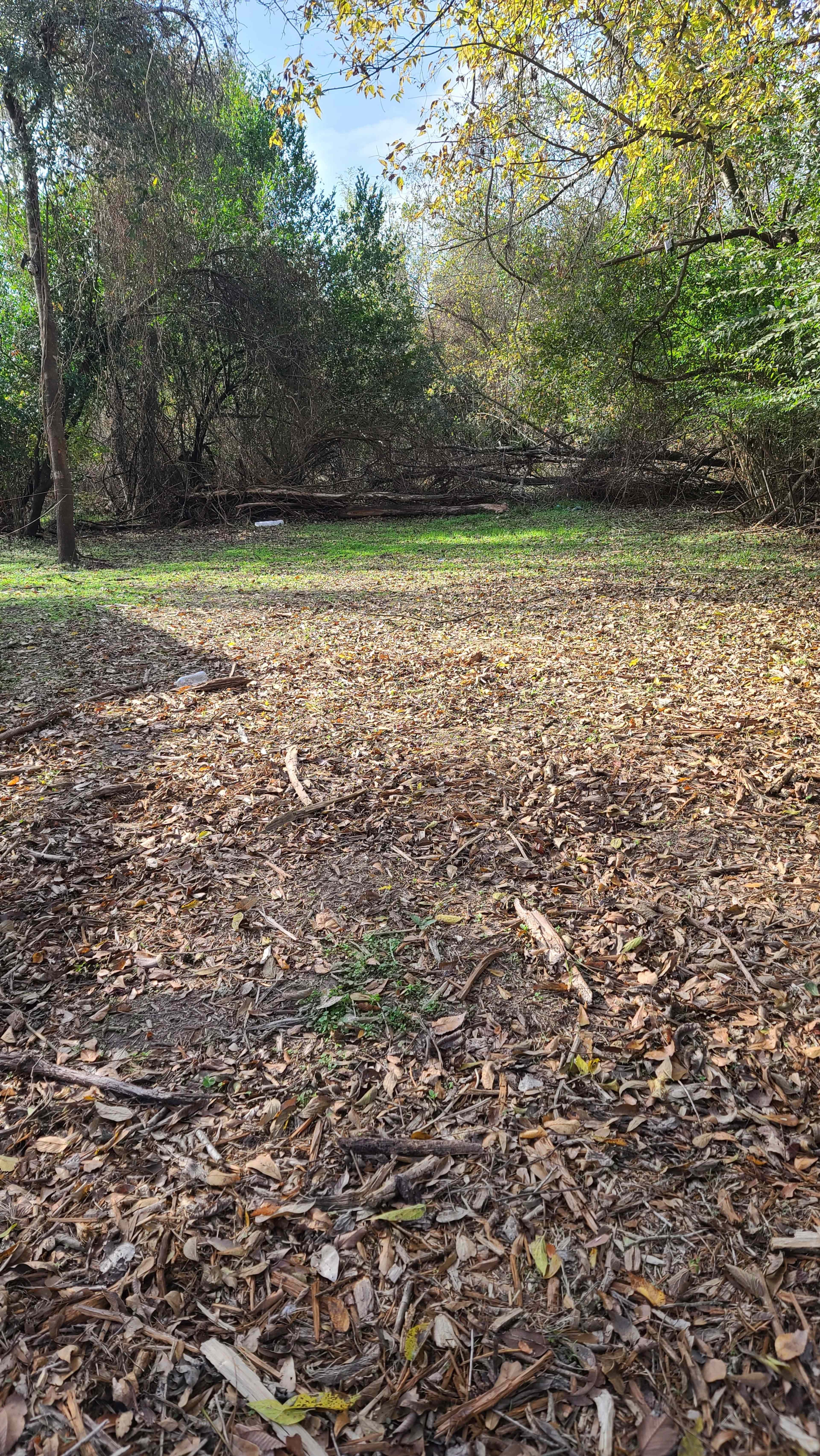 The image shows a forested area with a ground covered in fallen leaves and scattered branches, framed by trees and undergrowth.