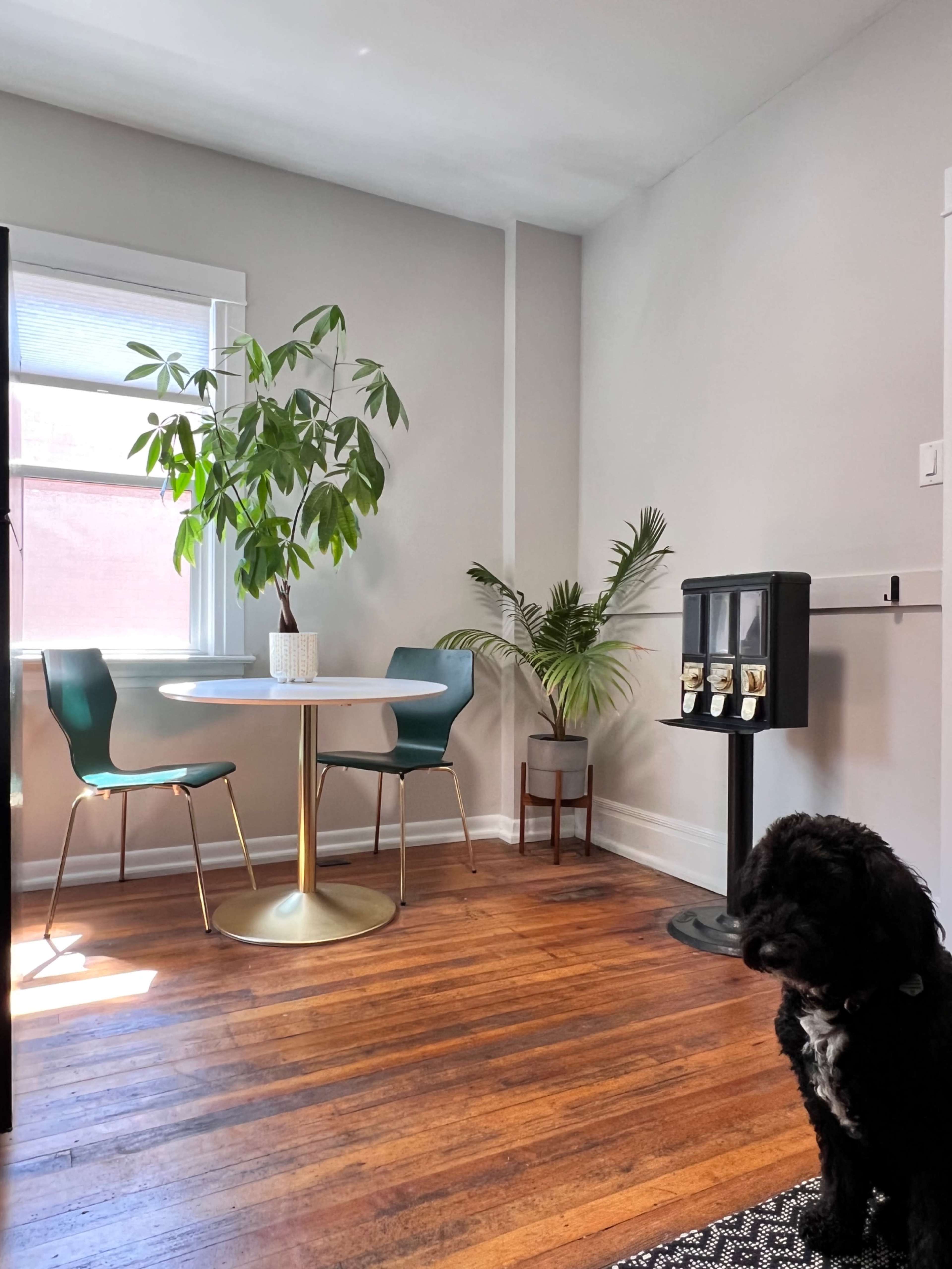 A small dining area features a round table with two teal chairs and a large houseplant next to a black dog sitting on the floor.