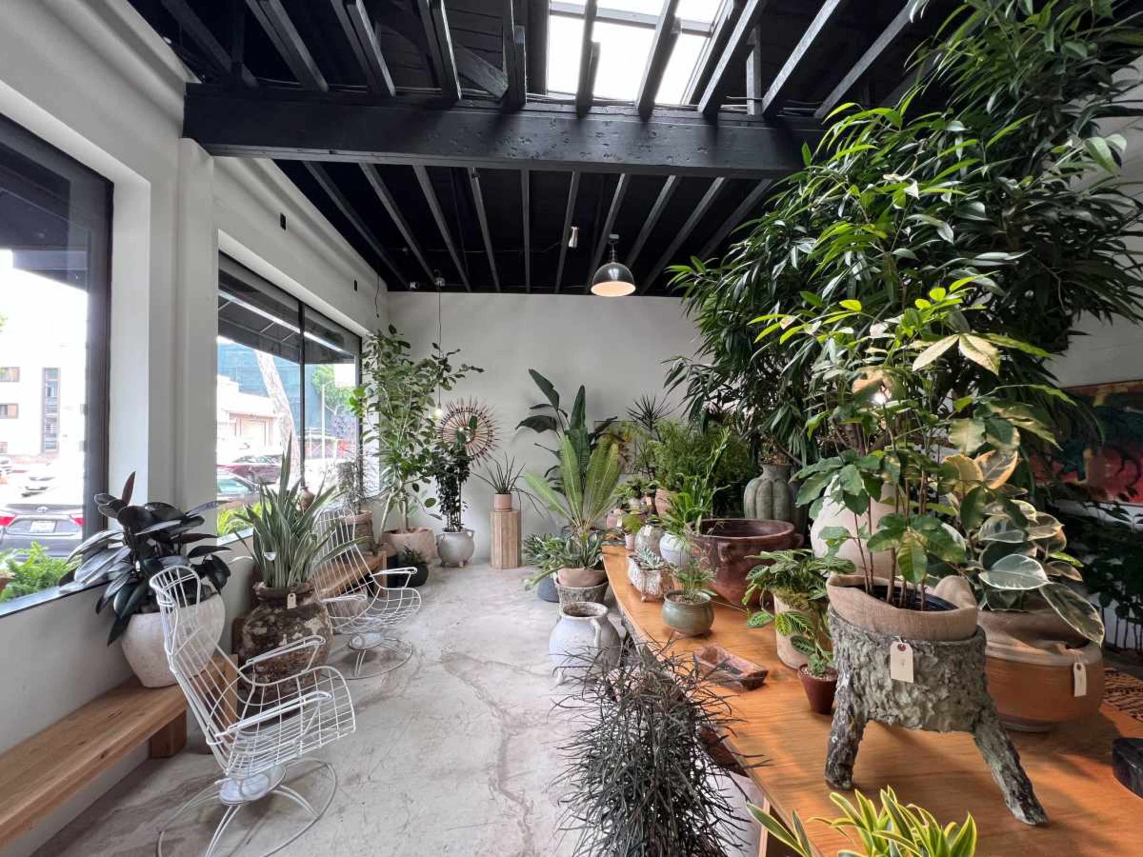 The image shows a bright indoor space filled with various potted plants, wooden seating, and large windows allowing natural light to enter.