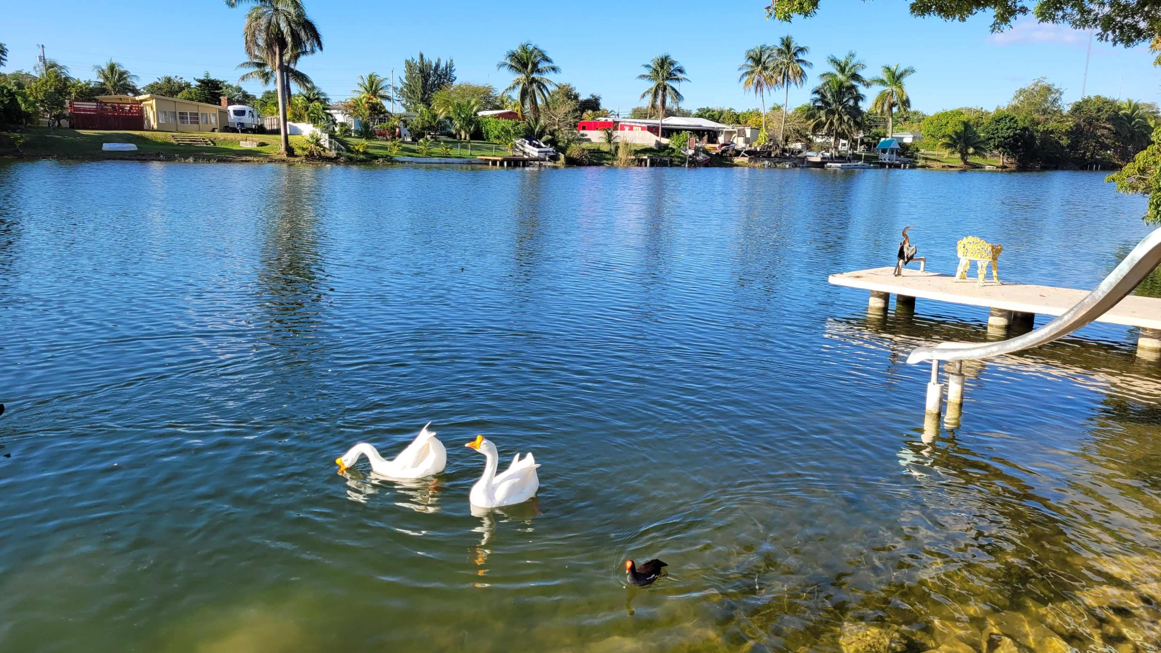 Two ducks swim in the calm water near a dock, while palm trees and homes line the opposite shore.