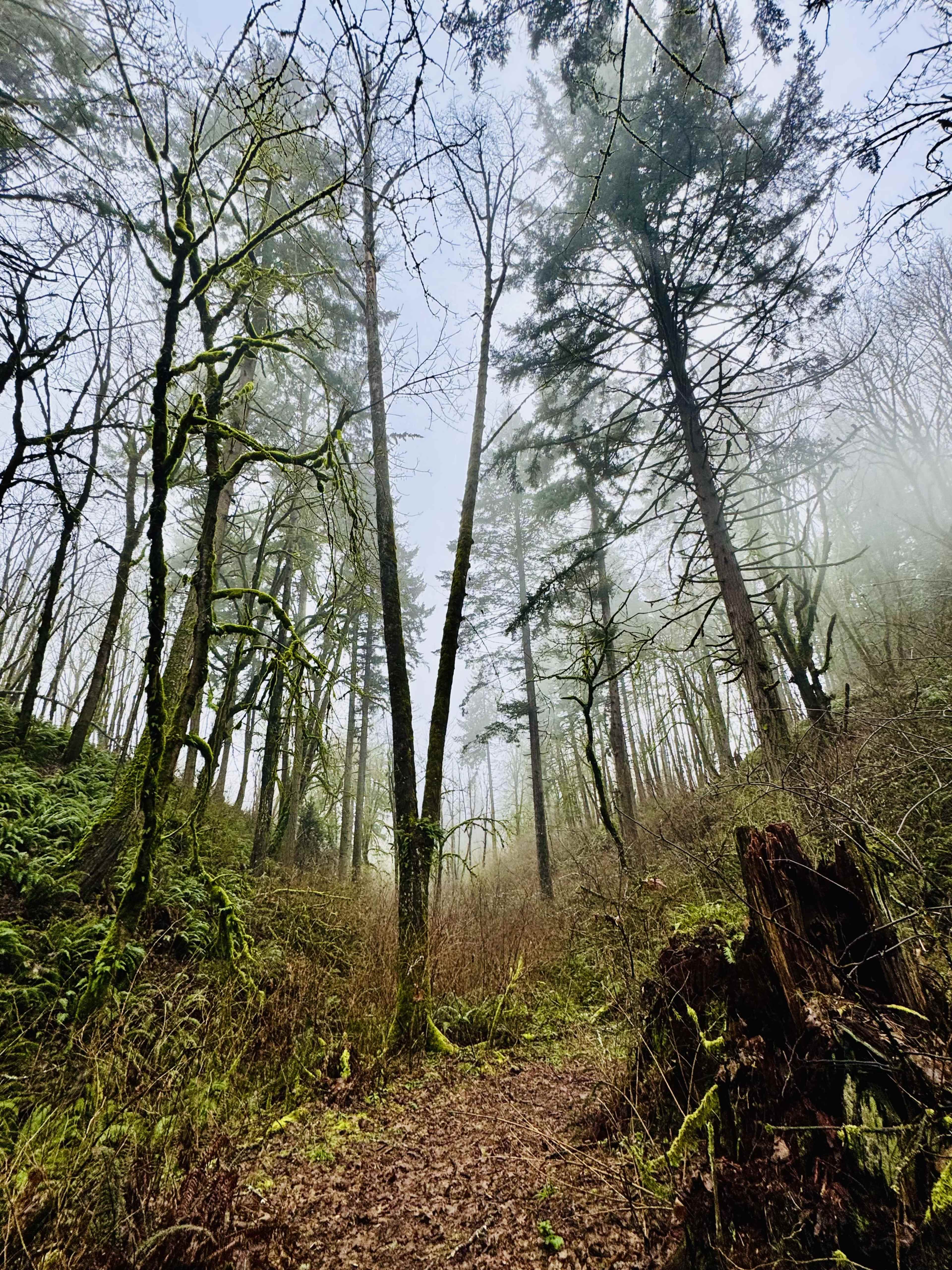 A foggy forest scene features tall trees with moss-covered bark, a path winding through underbrush, and a partially visible hillside.