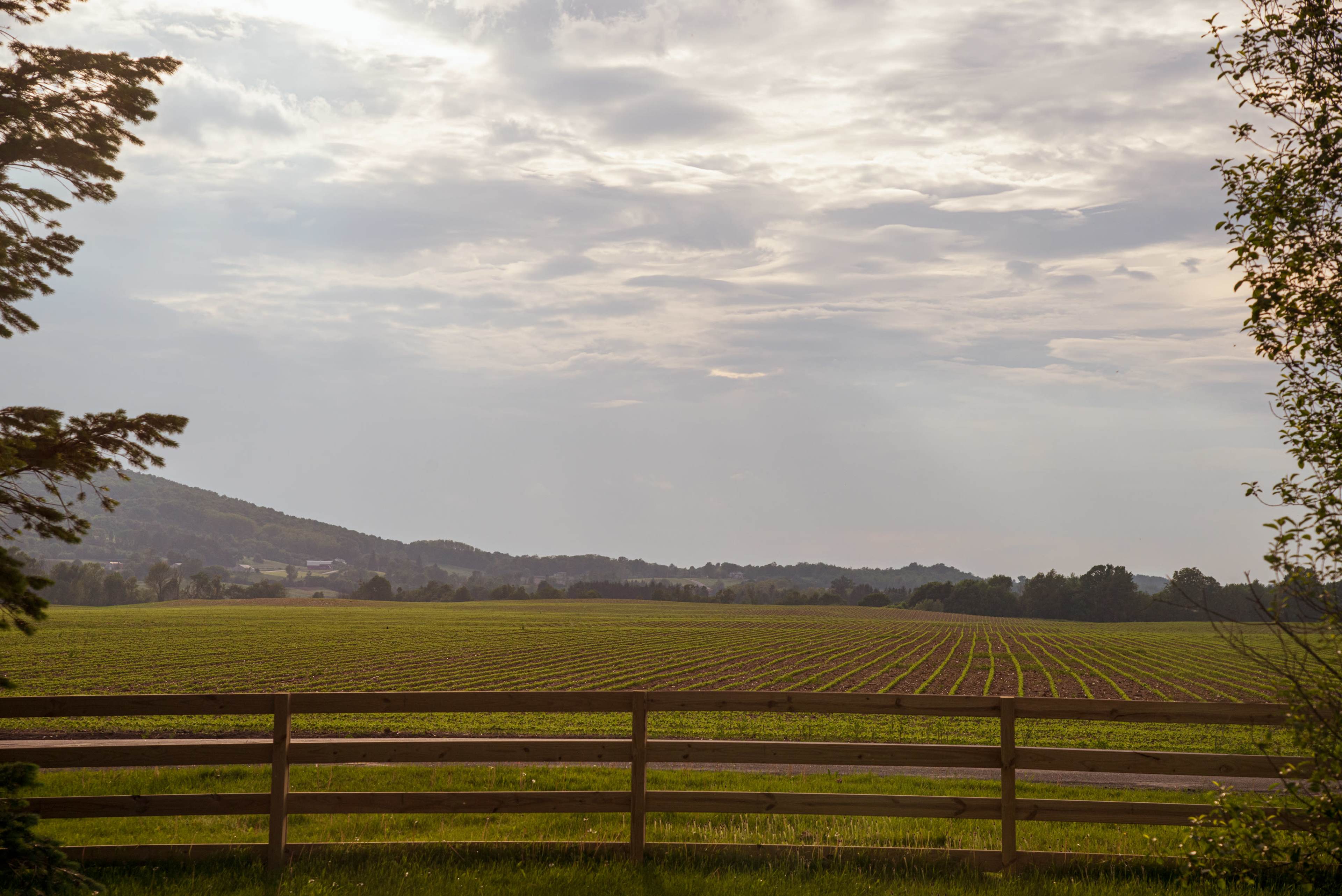 A fenced field of evenly spaced rows stretches toward distant hills under a cloudy sky.