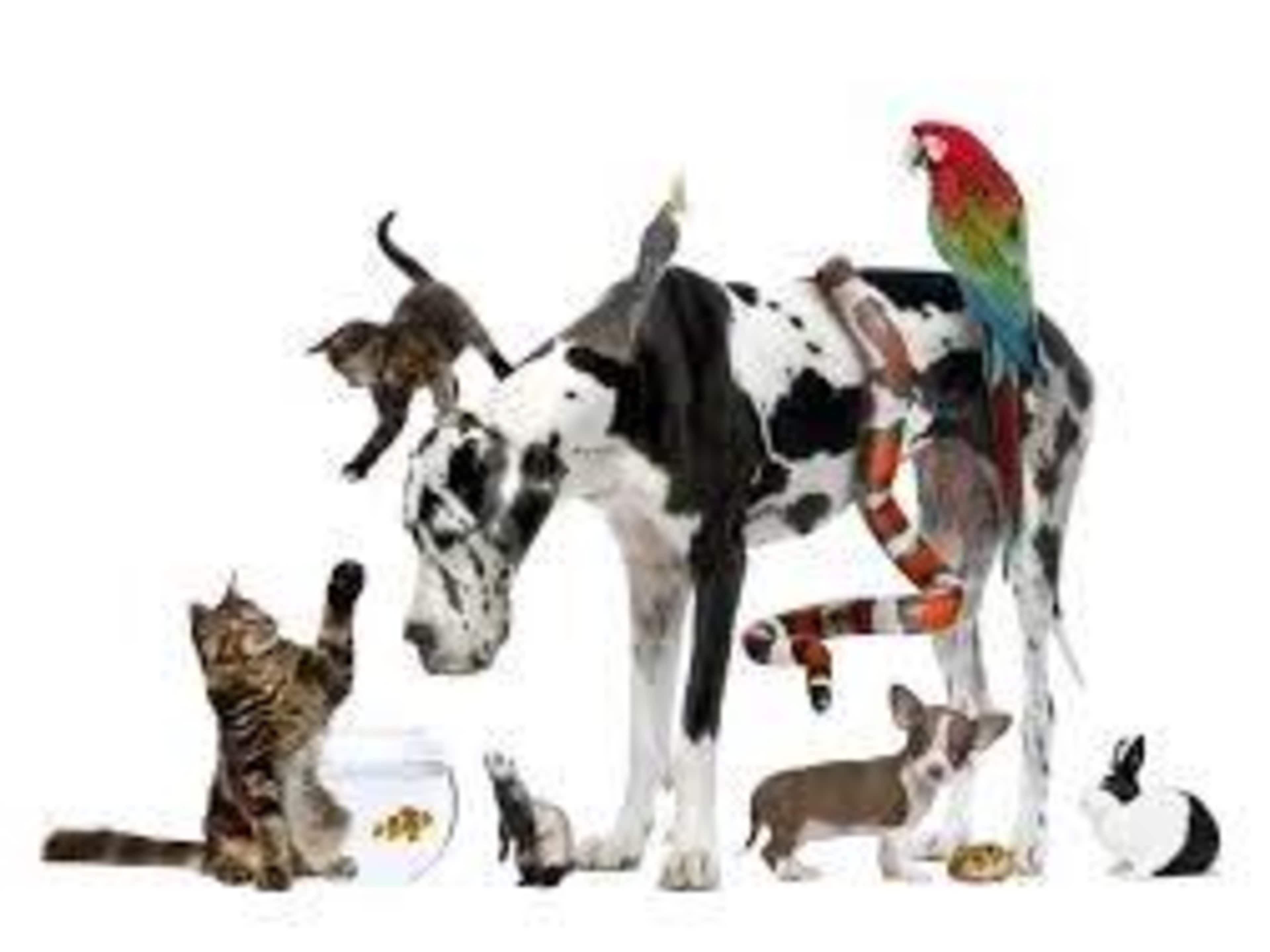 Animal Pets