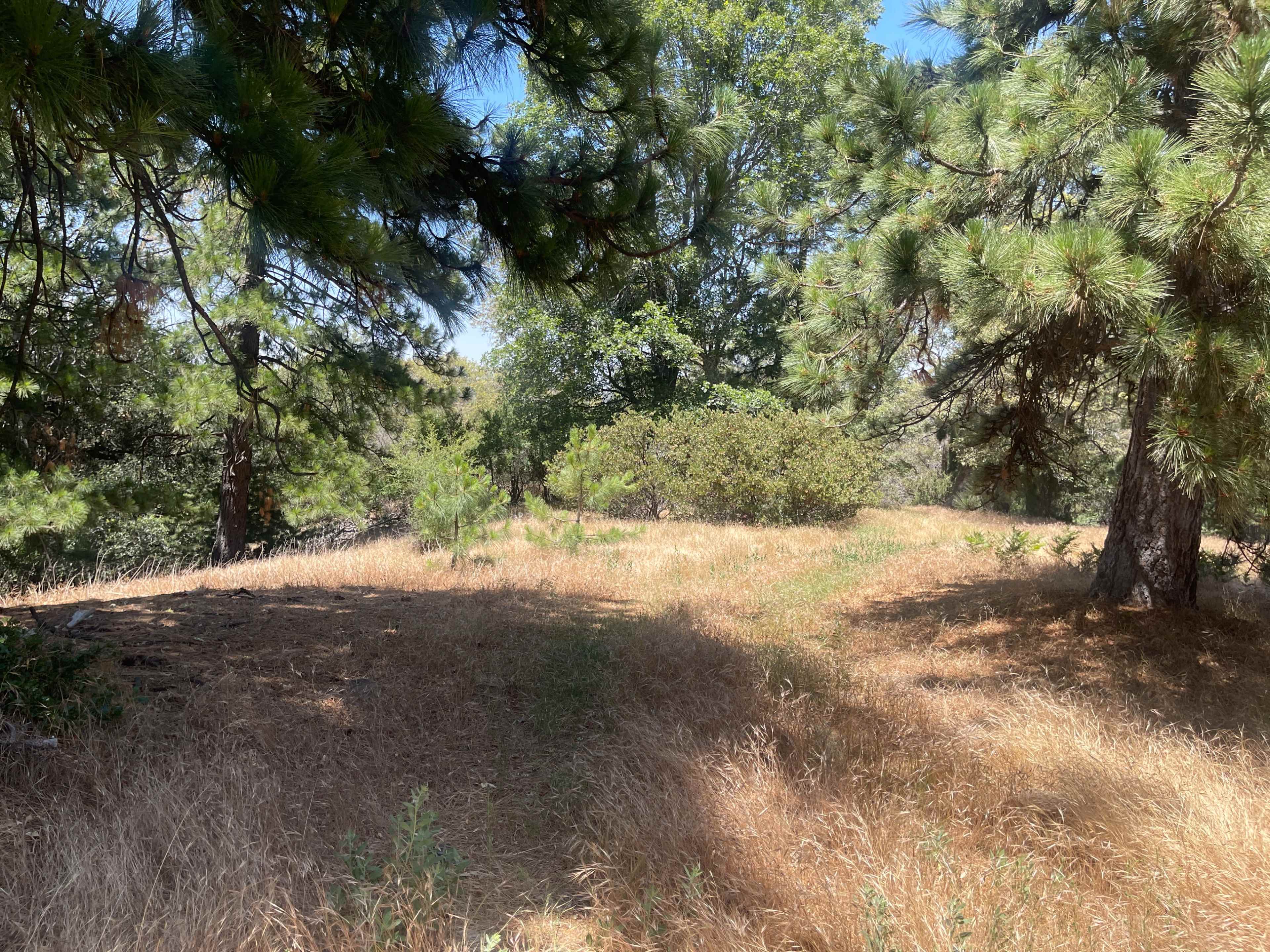The scene shows a grassy clearing surrounded by tall pine trees and shrubs under clear blue skies.