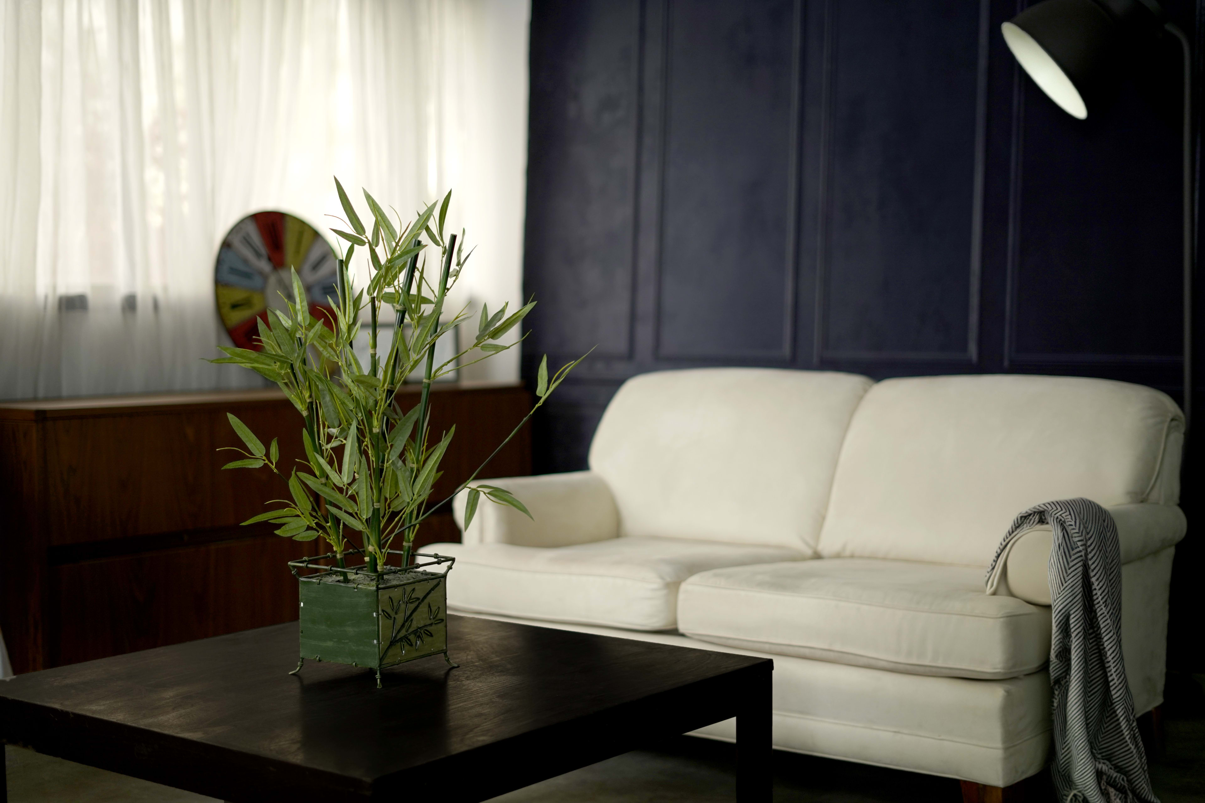 A potted plant sits on a dark table in front of a white sofa, with a colorful wheel and window draped in sheer curtains in the background.