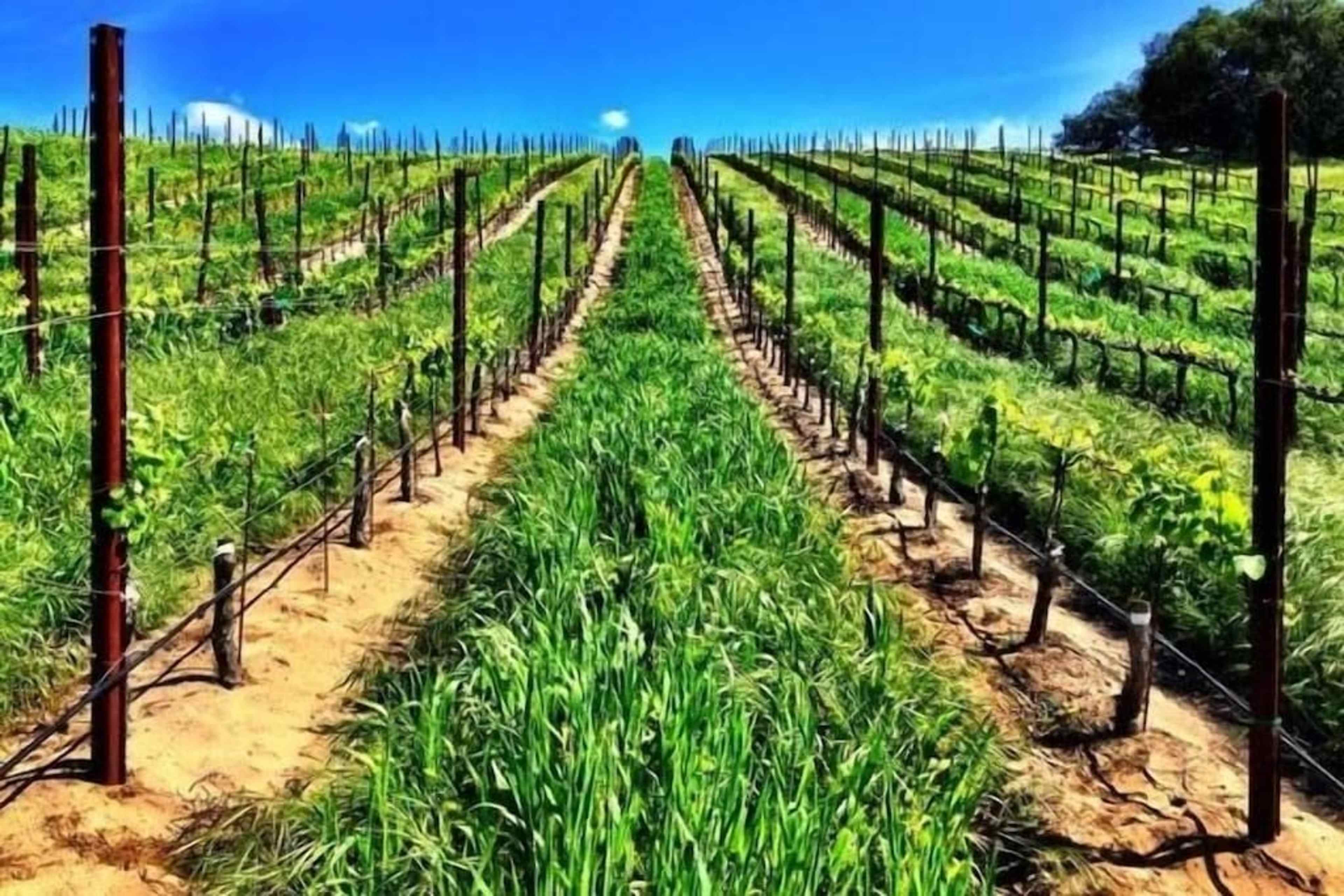 Rows of grapevines in a vineyard with lush green grass in between.