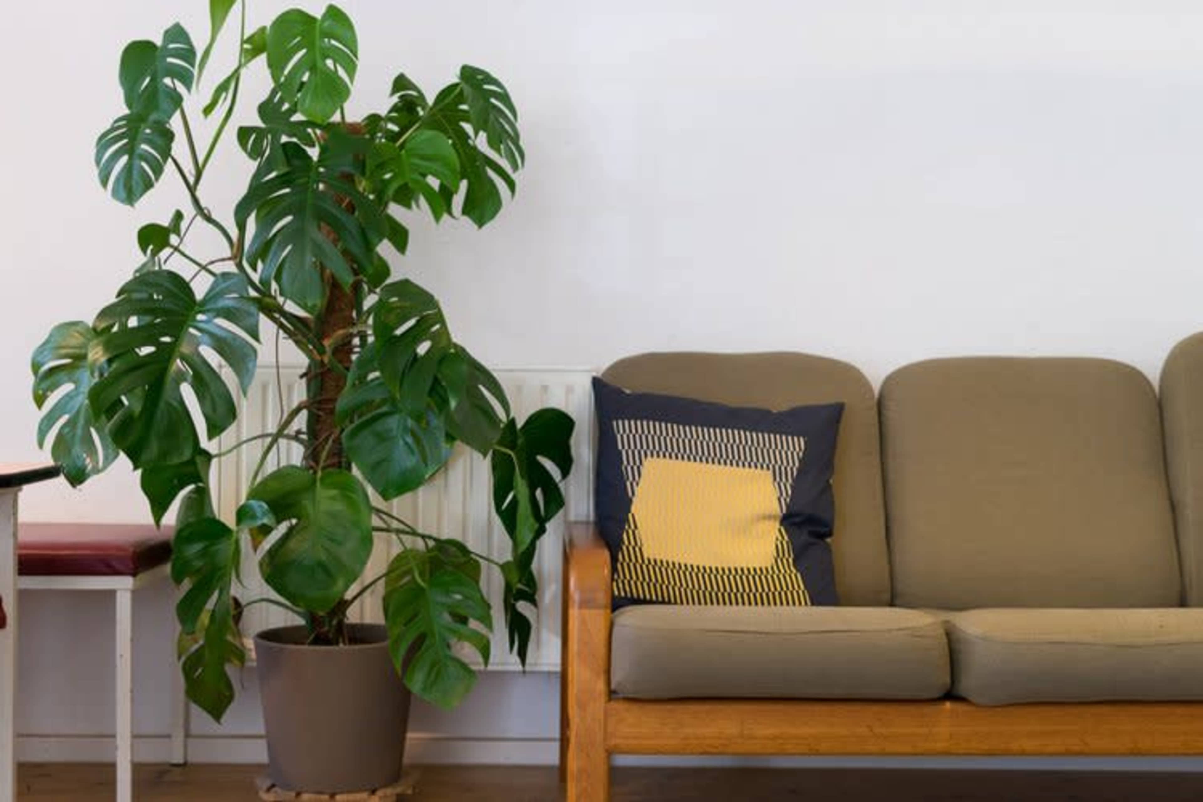 A brown couch with a decorative pillow sits next to a large green potted plant against a white wall.