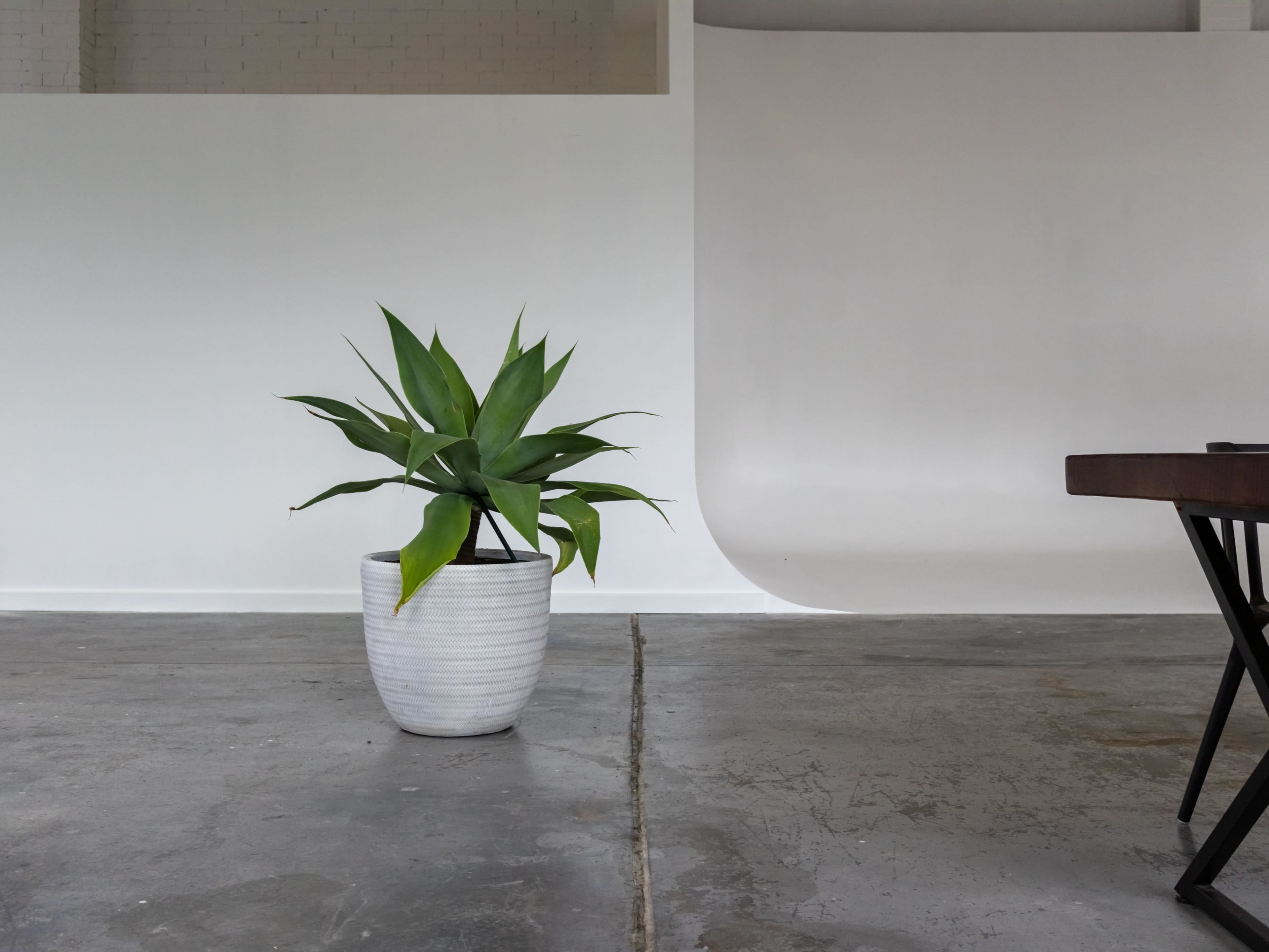 A potted plant with long green leaves stands on a concrete floor in a minimalistic room with a white backdrop.