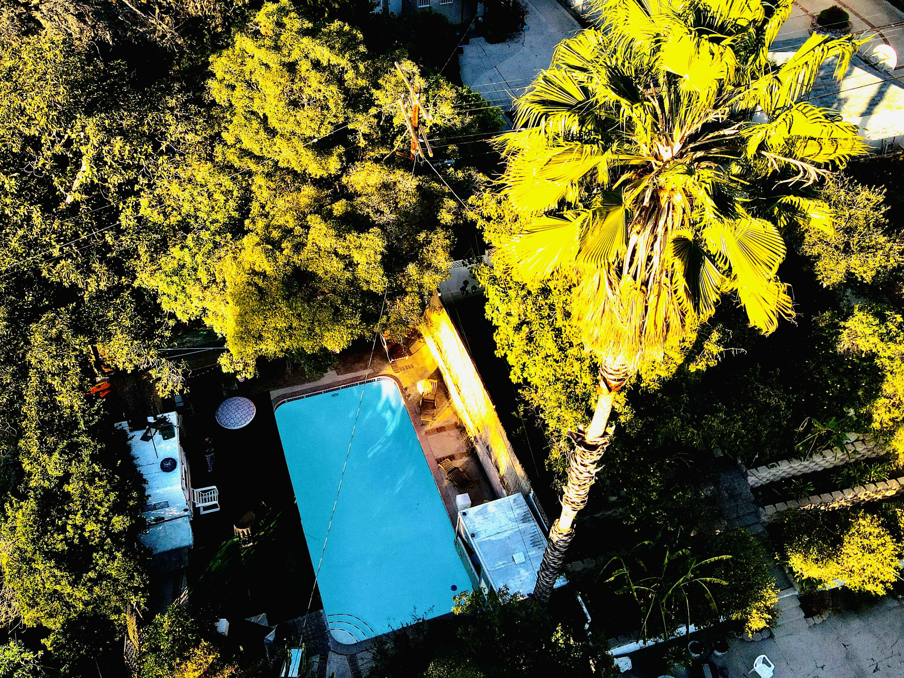 A turquoise swimming pool surrounded by lush greenery and a tall palm tree.