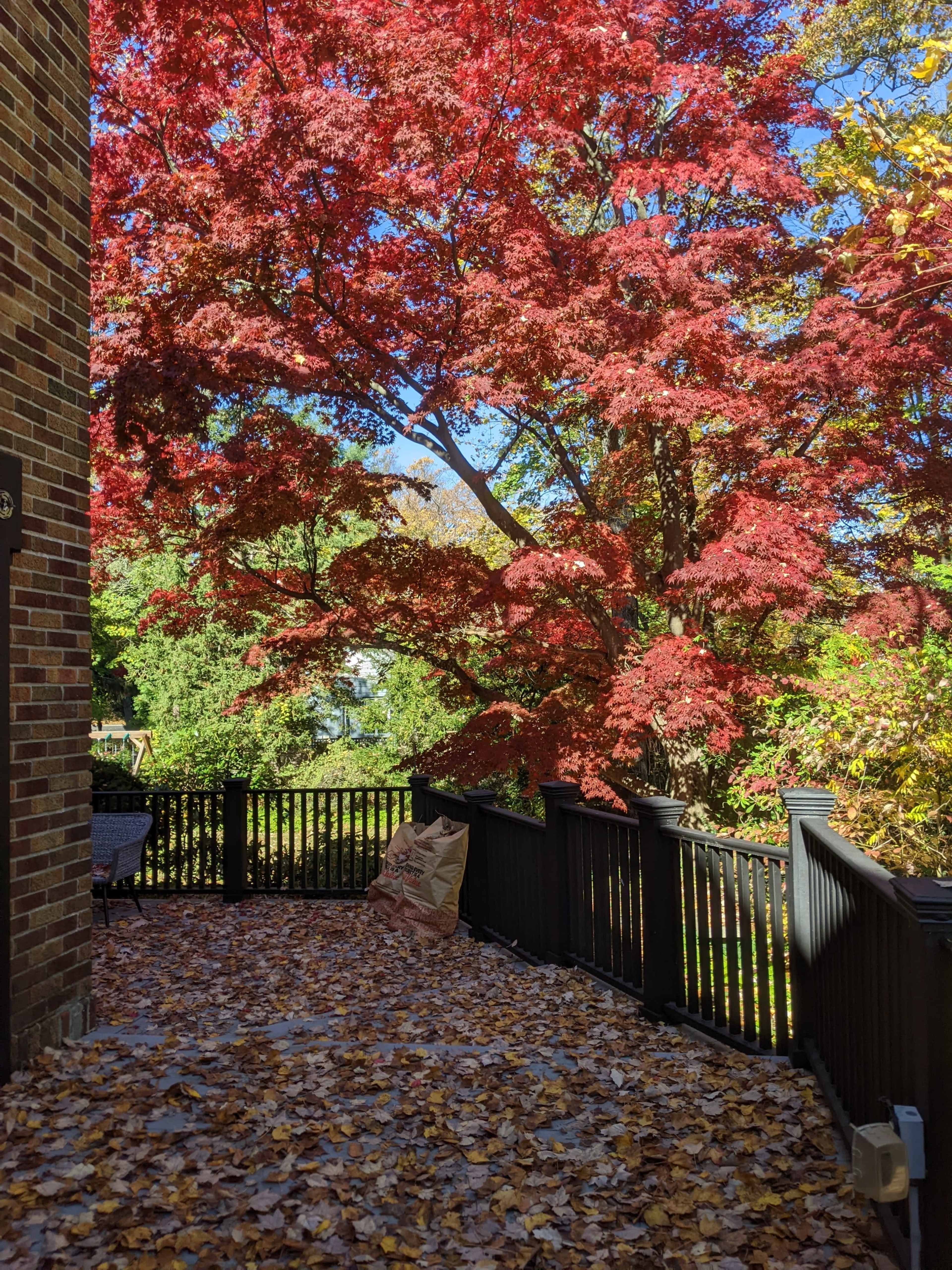 A wooden deck is covered in fallen leaves beneath a vibrant red maple tree.