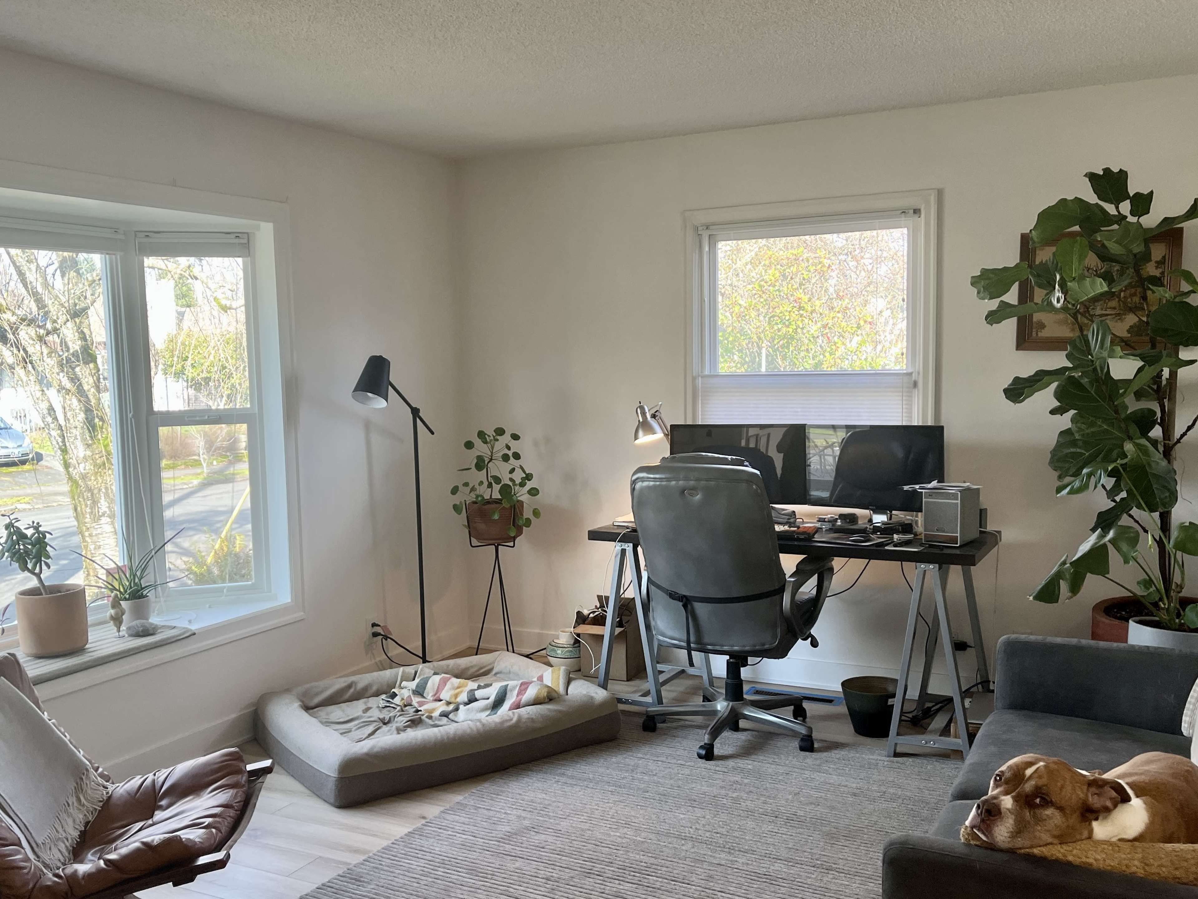 A cozy home office with a desk, computer, plants, and a dog lounging on a sofa.