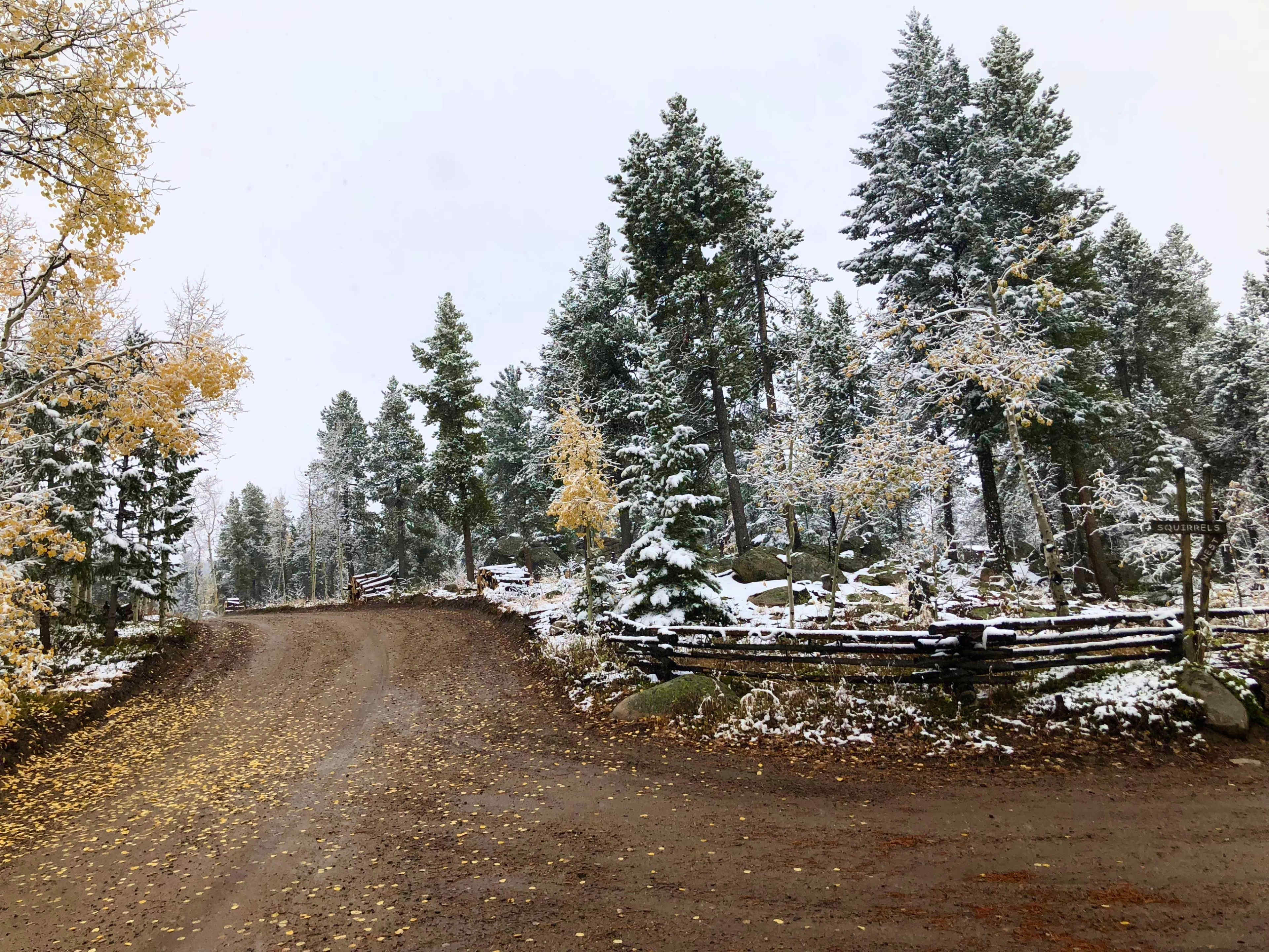 A dirt road winds through a snowy forest with evergreen and aspen trees, some of which still have yellow leaves.