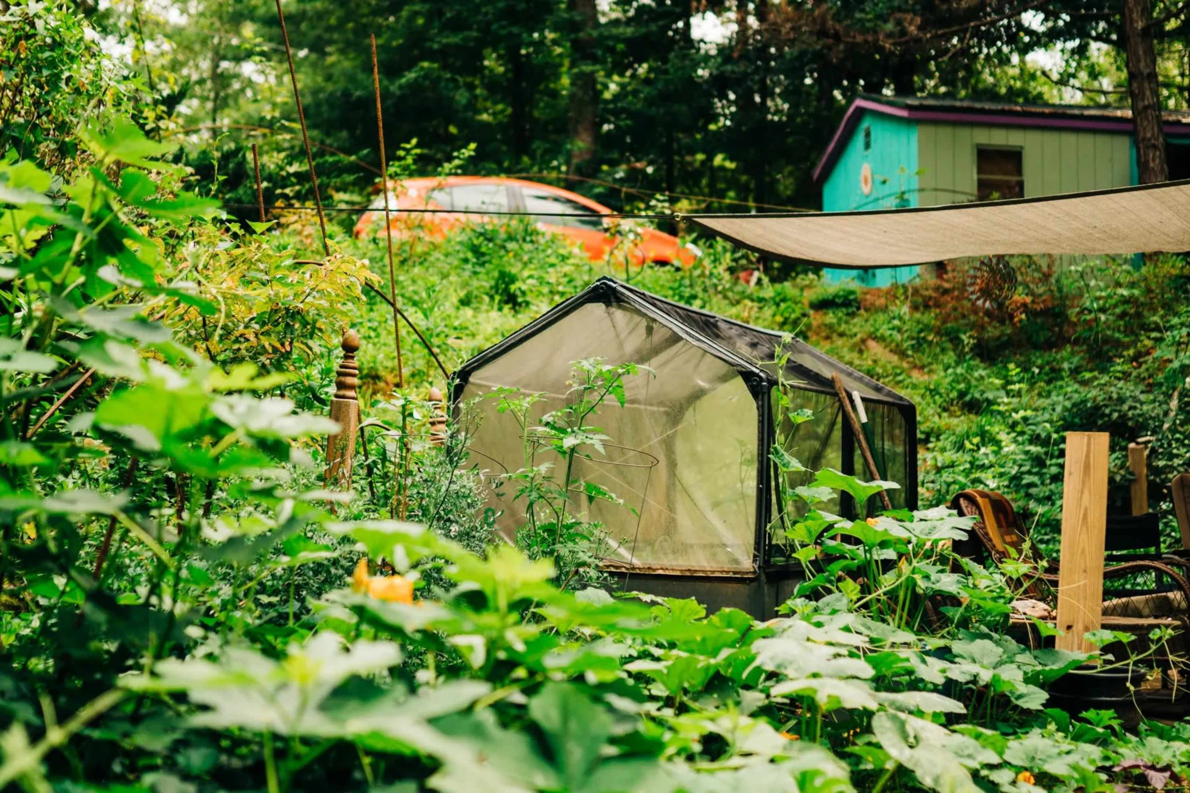 A small greenhouse is surrounded by tall green foliage in a garden with a colorful shed and an orange car partially visible in the background.