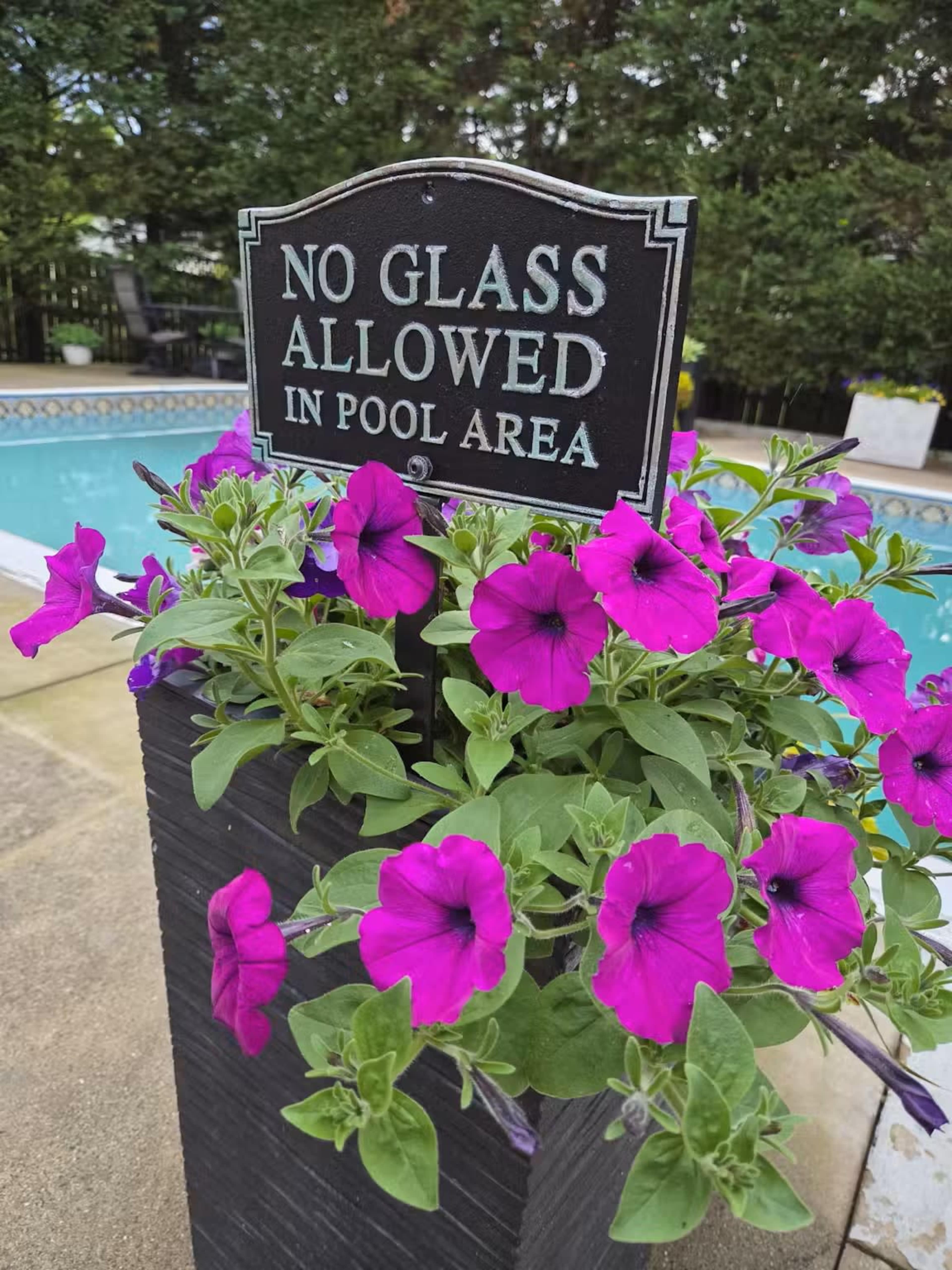 A planter filled with vibrant purple petunias sits next to a swimming pool, with a sign that reads "No Glass Allowed in Pool Area."