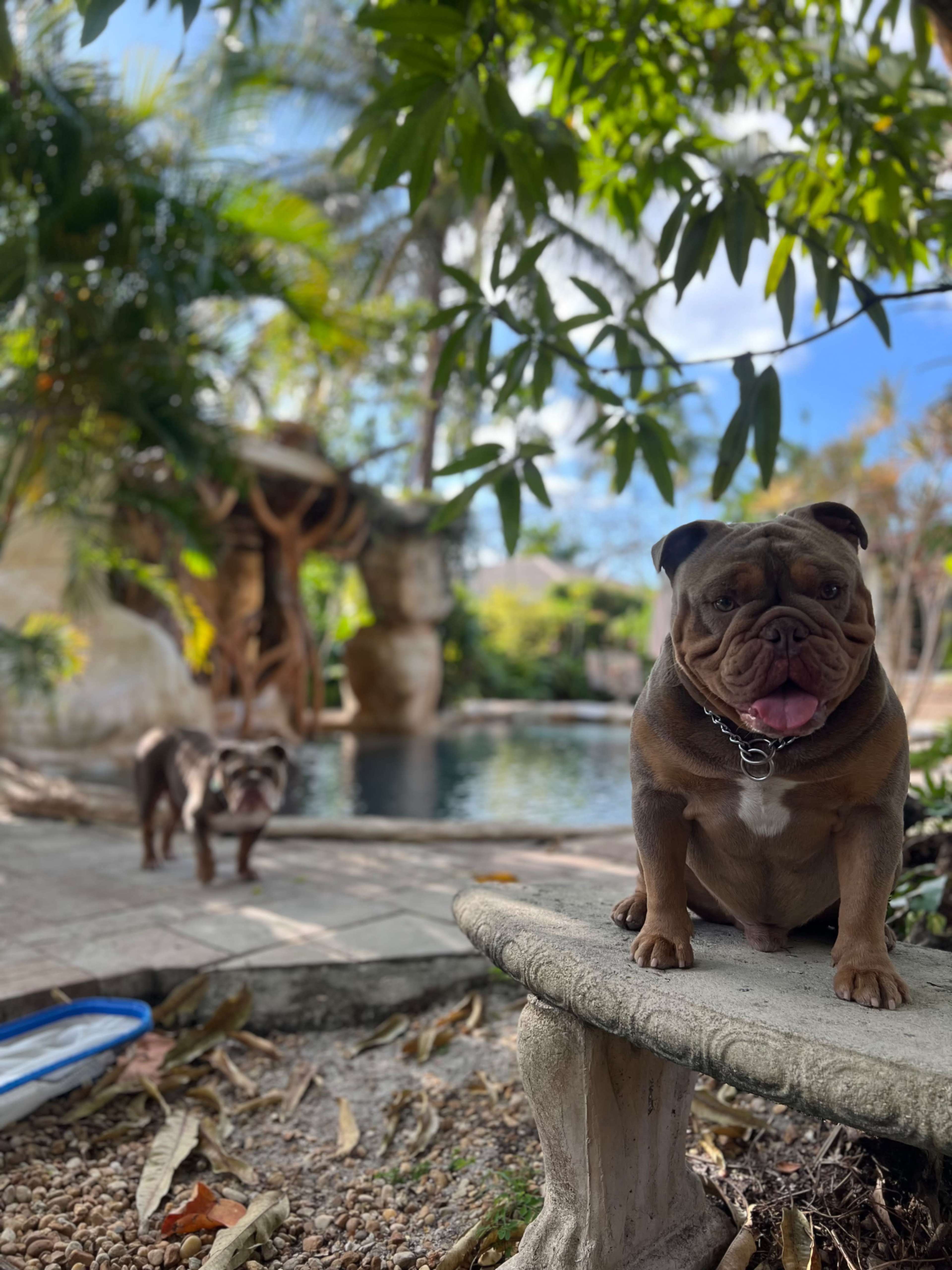 Two dogs are positioned in a garden setting near a swimming pool, with lush greenery surrounding them.