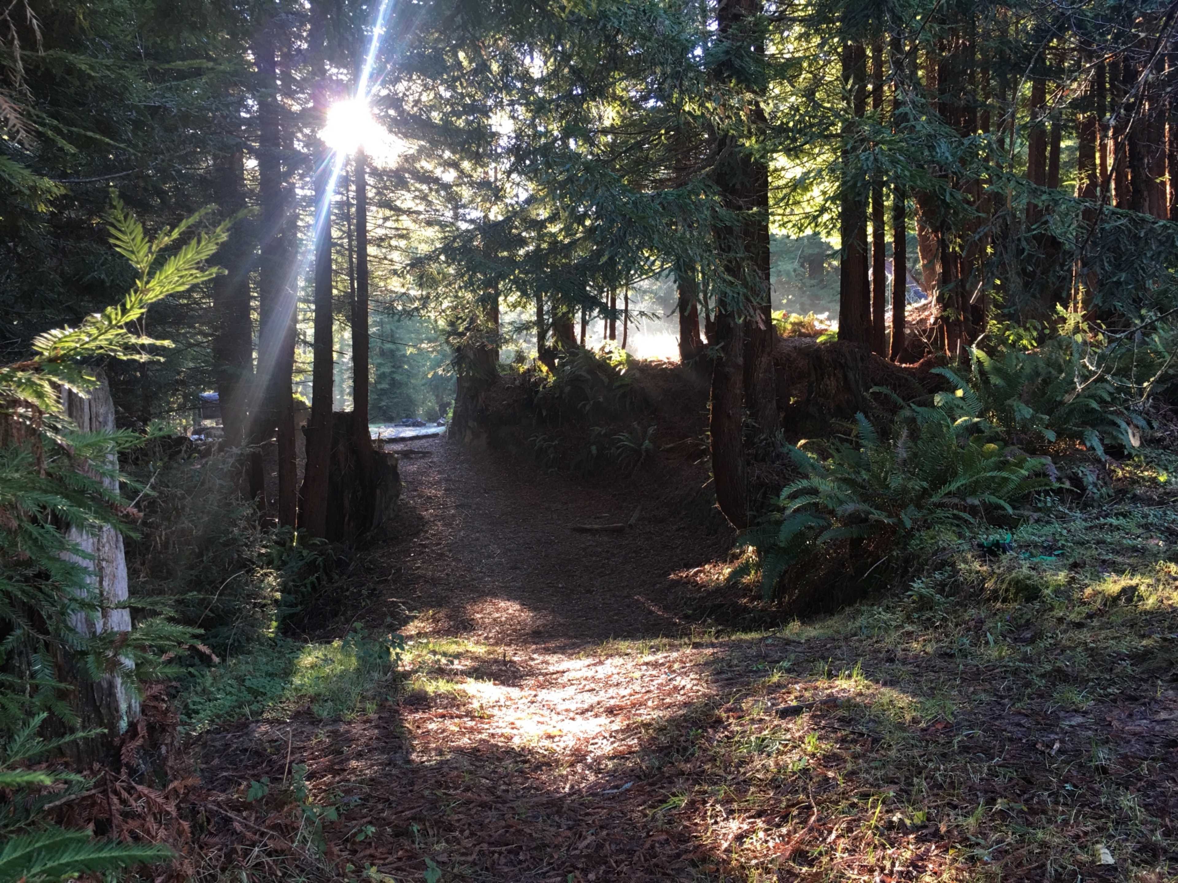 A narrow path winds through a forest, illuminated by sunlight filtering through the trees.