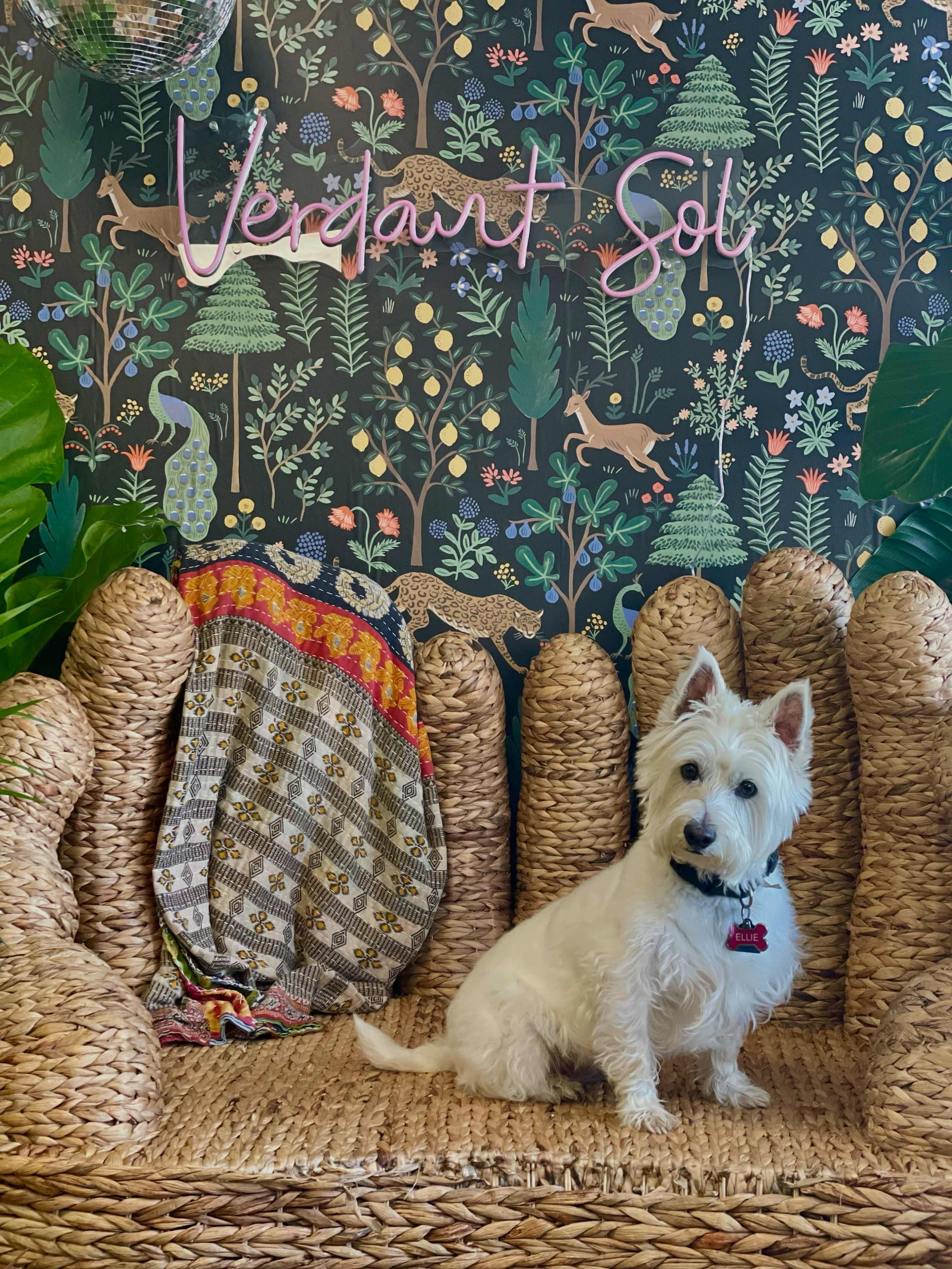 A white dog sits on a woven sofa in front of a patterned wall covered in greenery and wildlife illustrations, with the words "Verdant Sol" illuminated above.