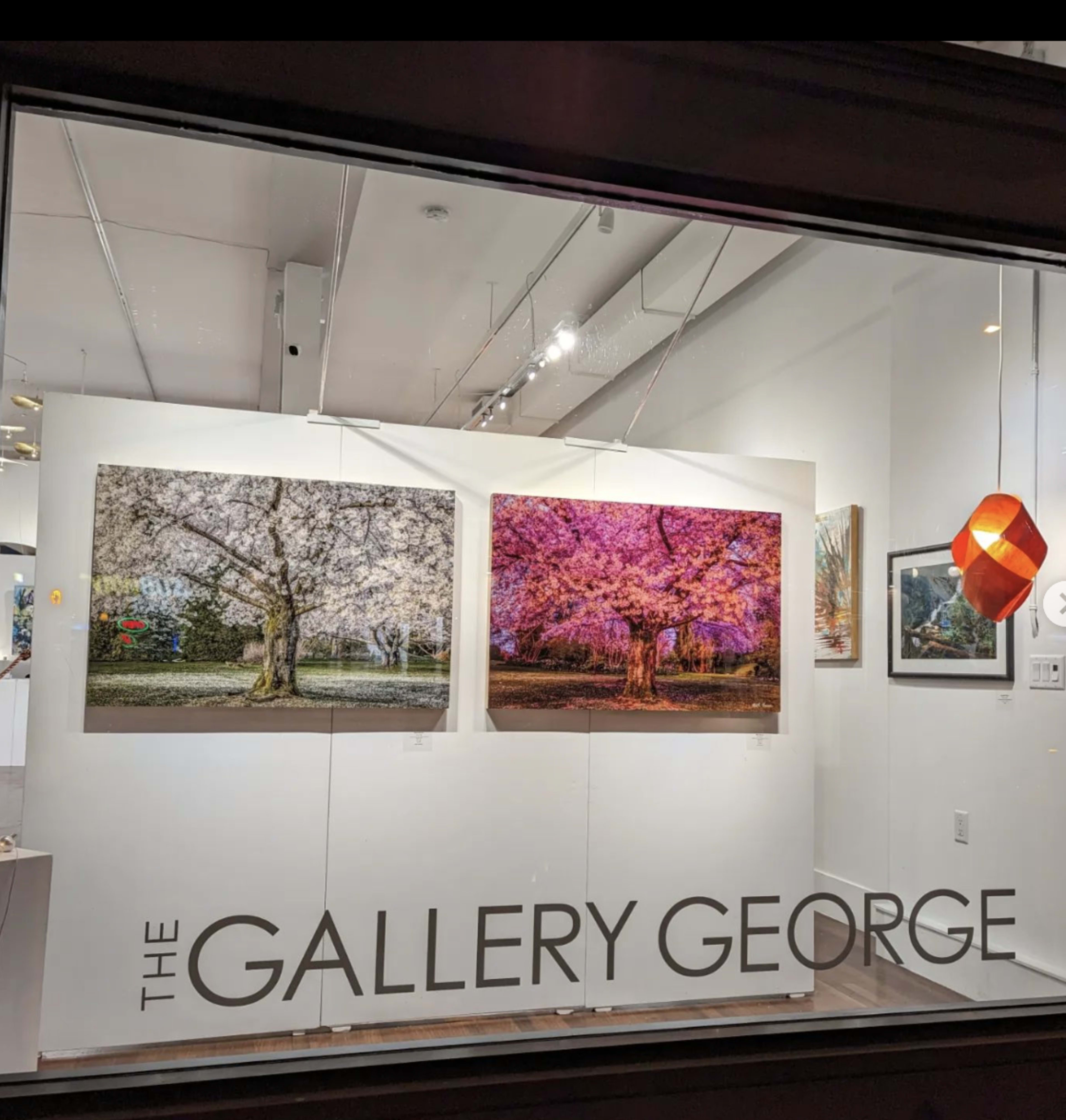 A gallery window displaying two large photographs of cherry blossom trees, along with a smaller artwork and a decorative lamp.
