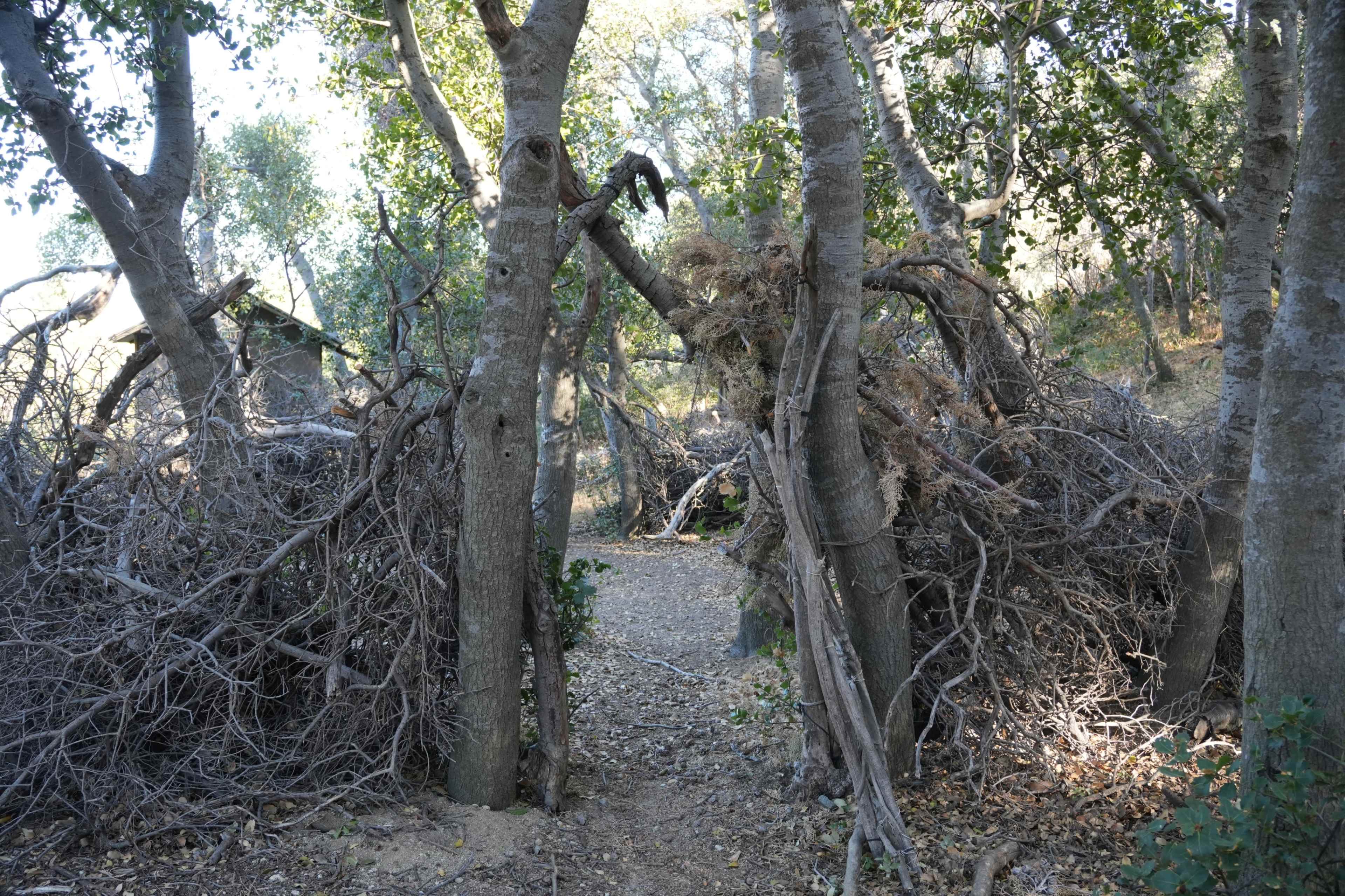 A narrow path winds between two groups of trees with tangled branches and underbrush.