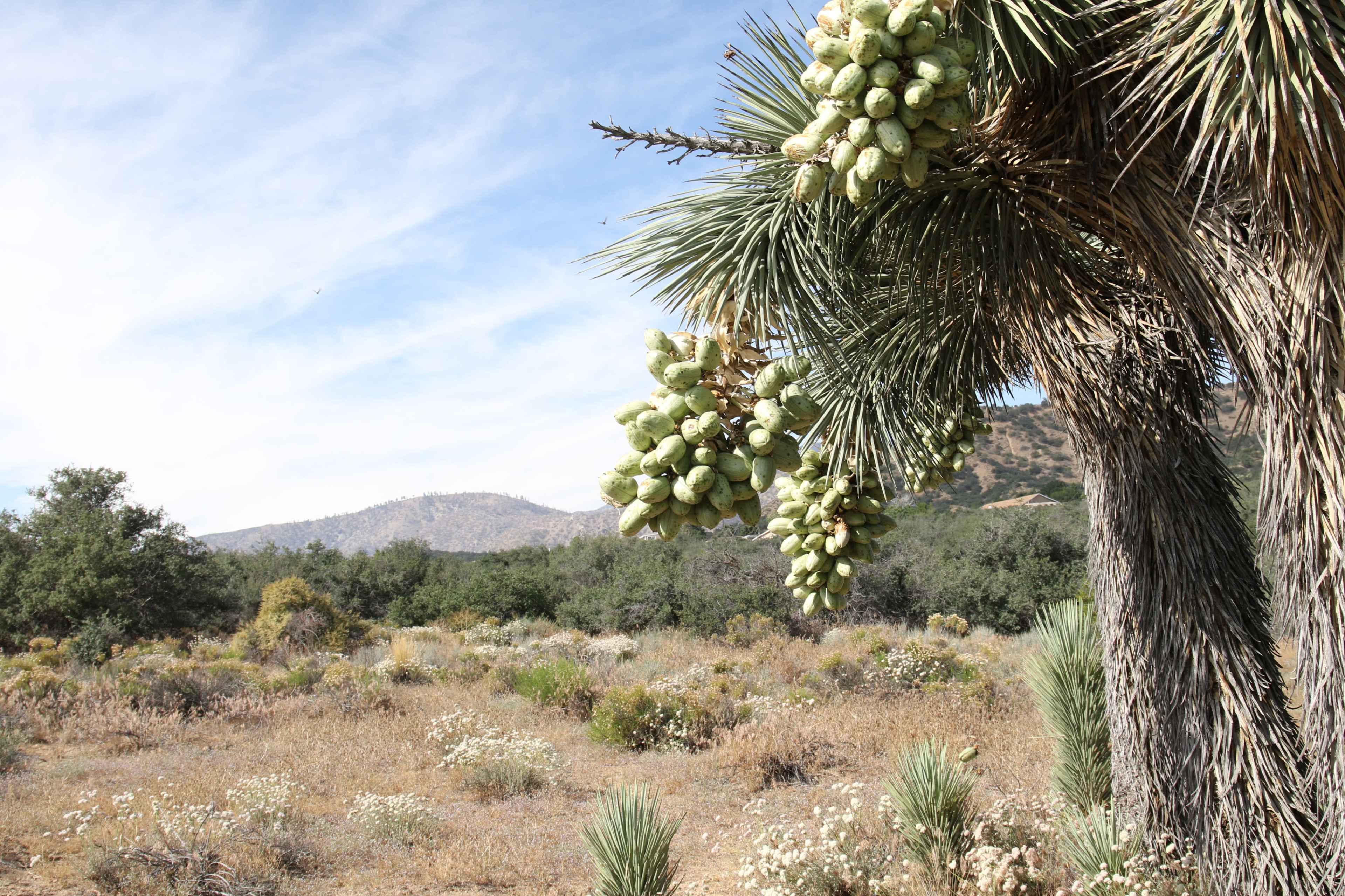 A cluster of green cactus fruits hangs from a palm-like tree in a desert landscape dotted with shrubs and low vegetation.