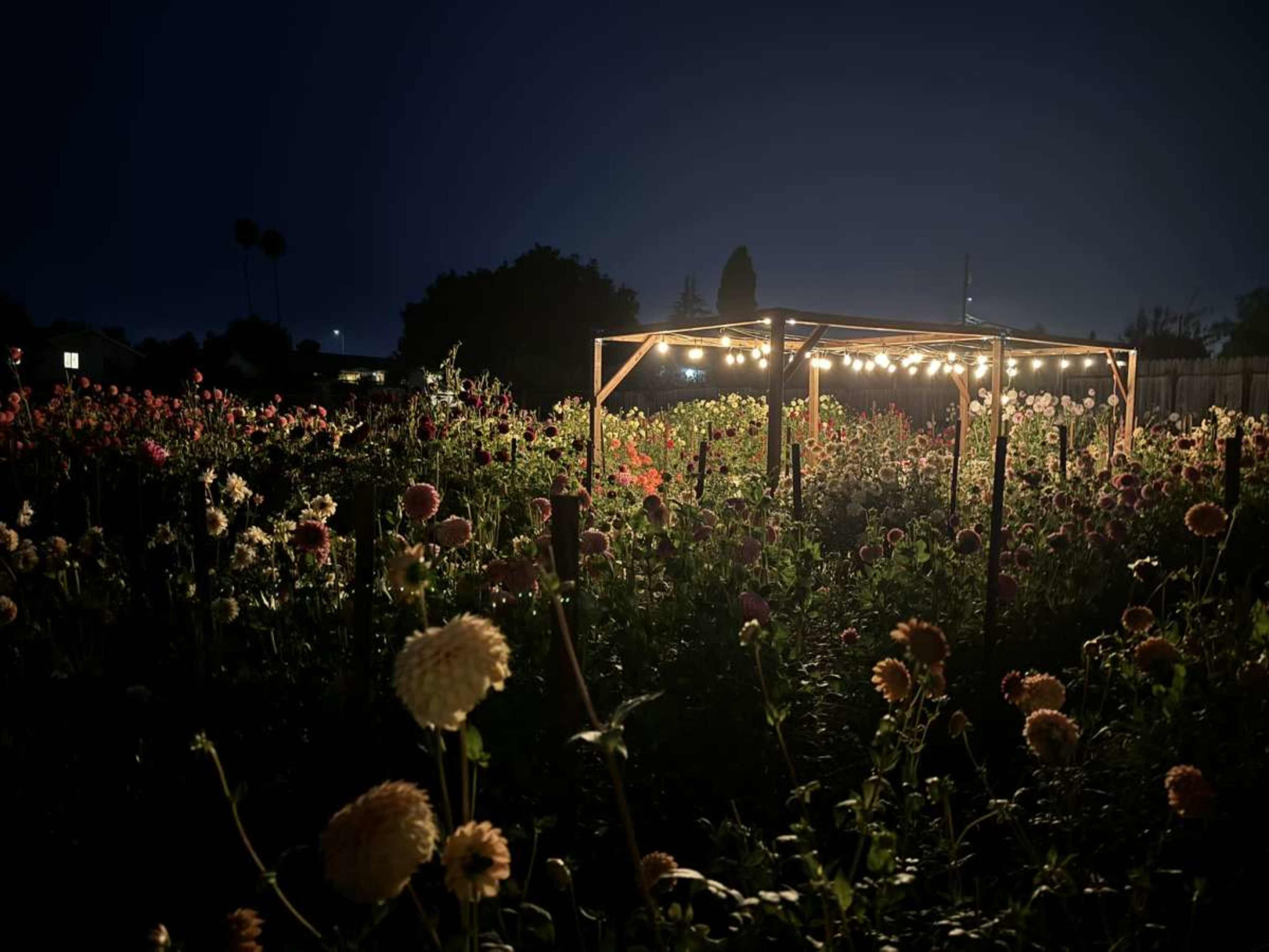 Intimate and Rustic Space in a Gorgeous Dahlia Field Image in Interlaken, Watsonville, CA
