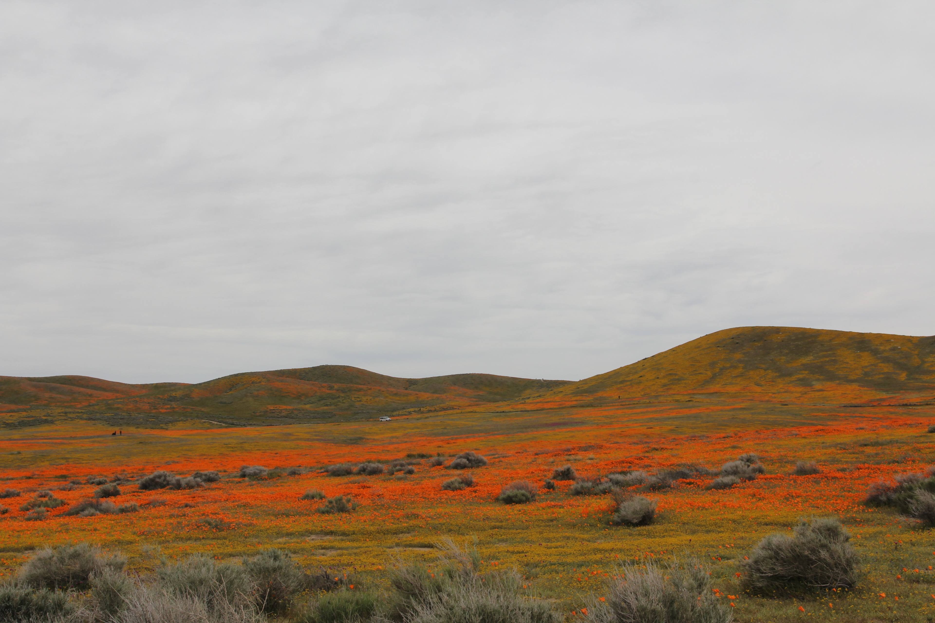 A vast landscape of rolling hills is covered in vibrant orange and yellow wildflowers under a cloudy sky.