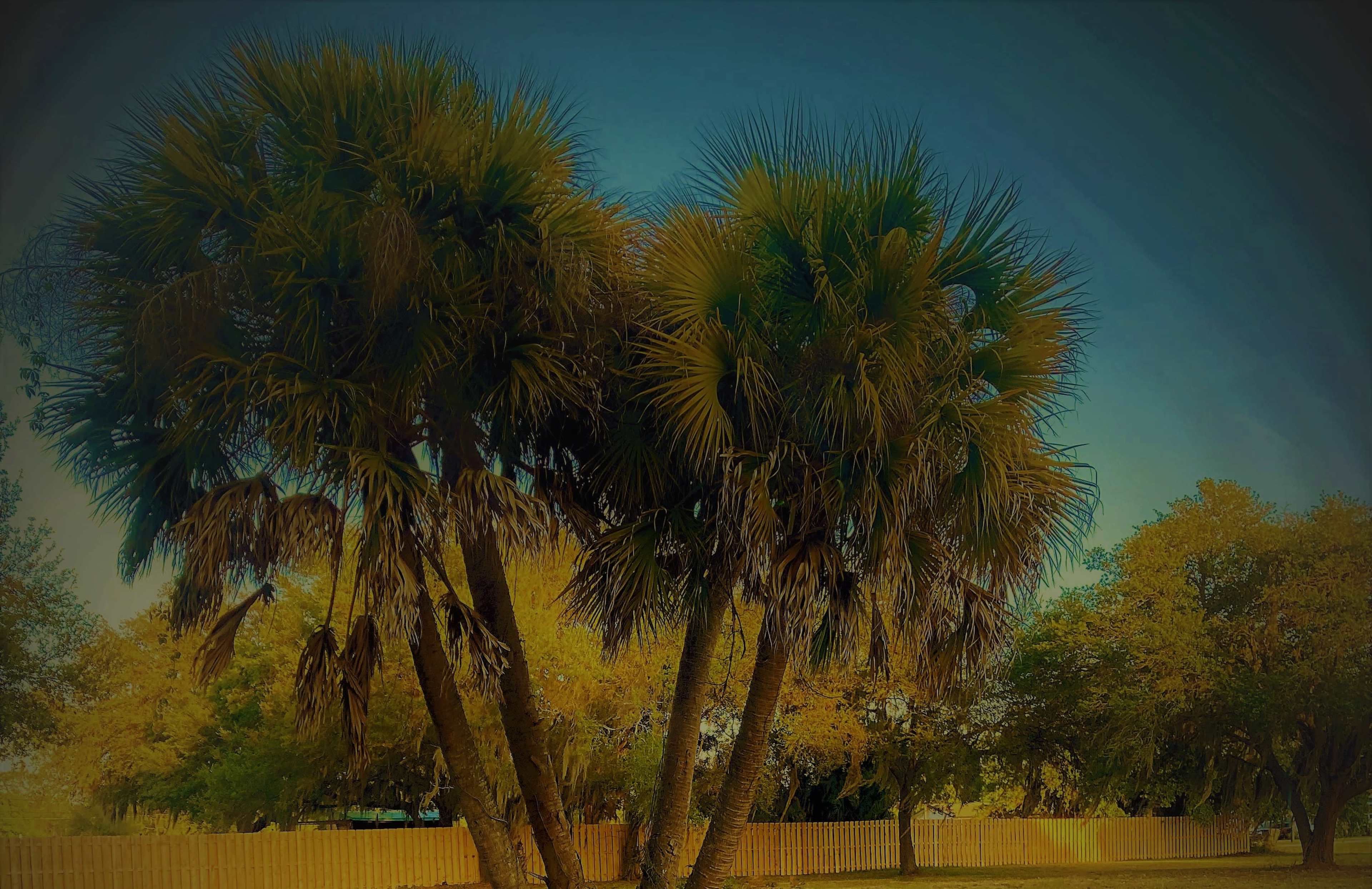 Two palm trees stand close together against a backdrop of golden foliage and a clear sky.