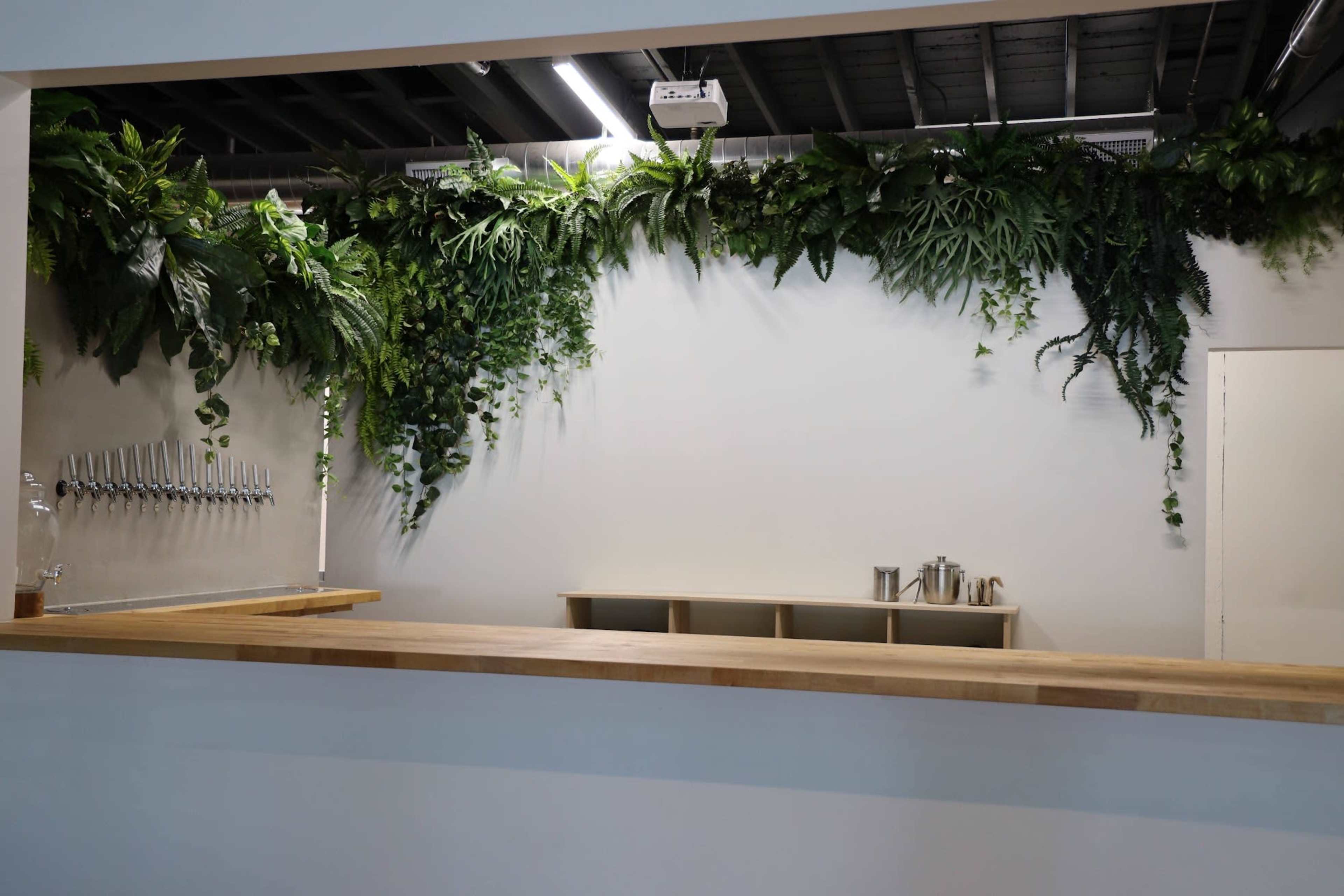 The image shows a minimalist café counter with a wooden surface and a backdrop of lush green plants along the wall.