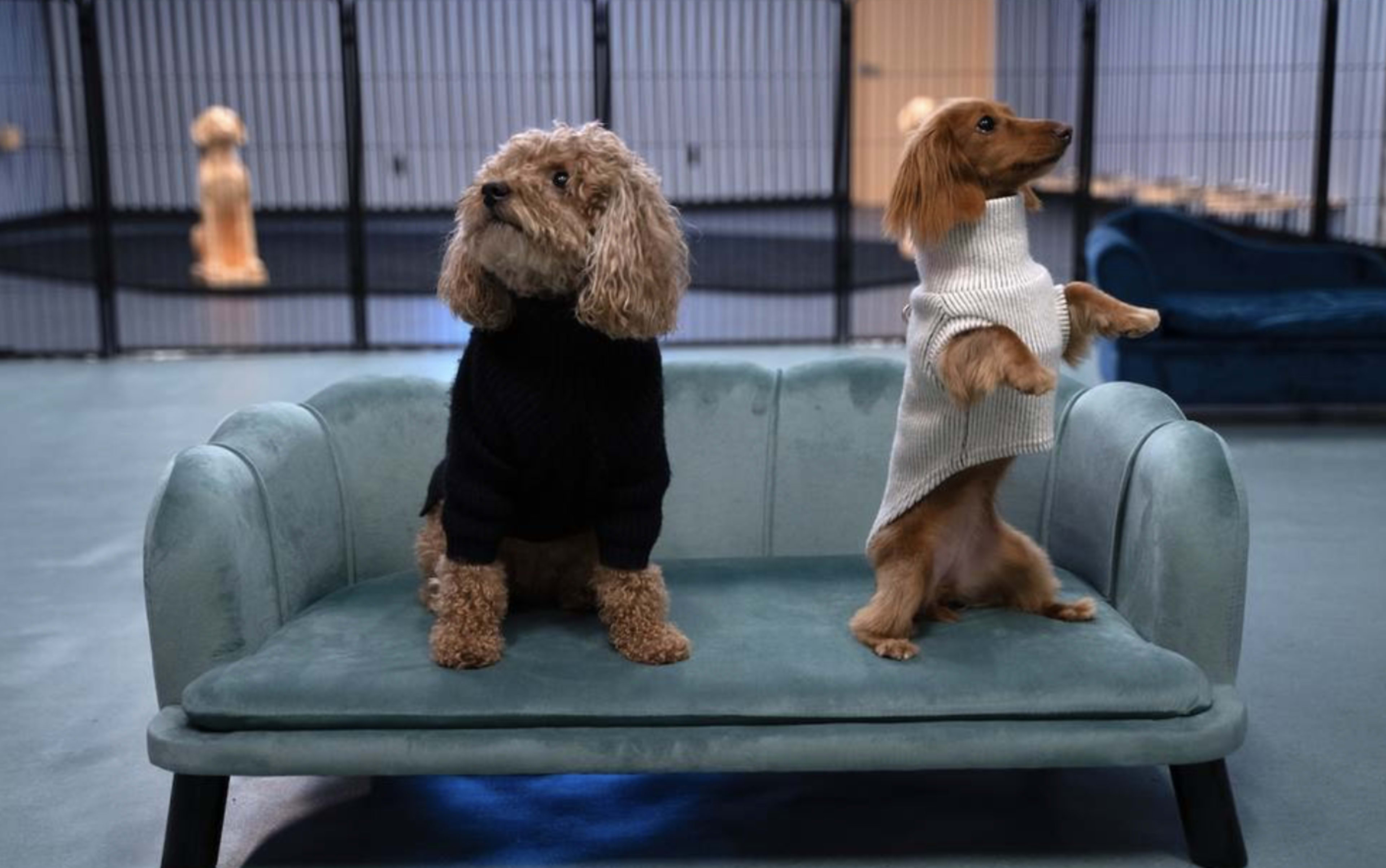 Two dogs wearing sweaters sit on a teal couch in a room with metal dog kennels in the background.