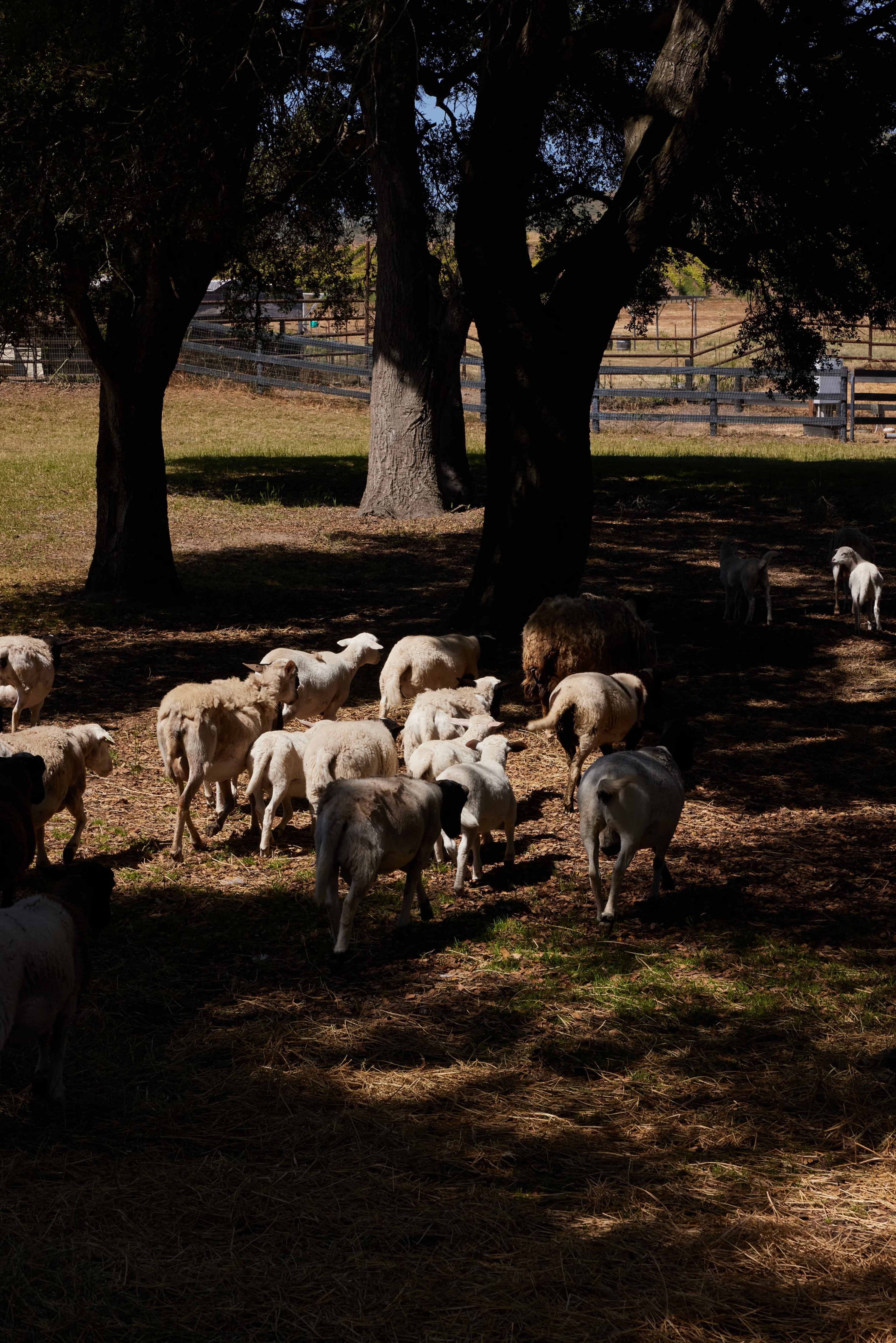 100-Acre Vineyard with Rustic Ranch Backdrops Image in , Lompoc, CA