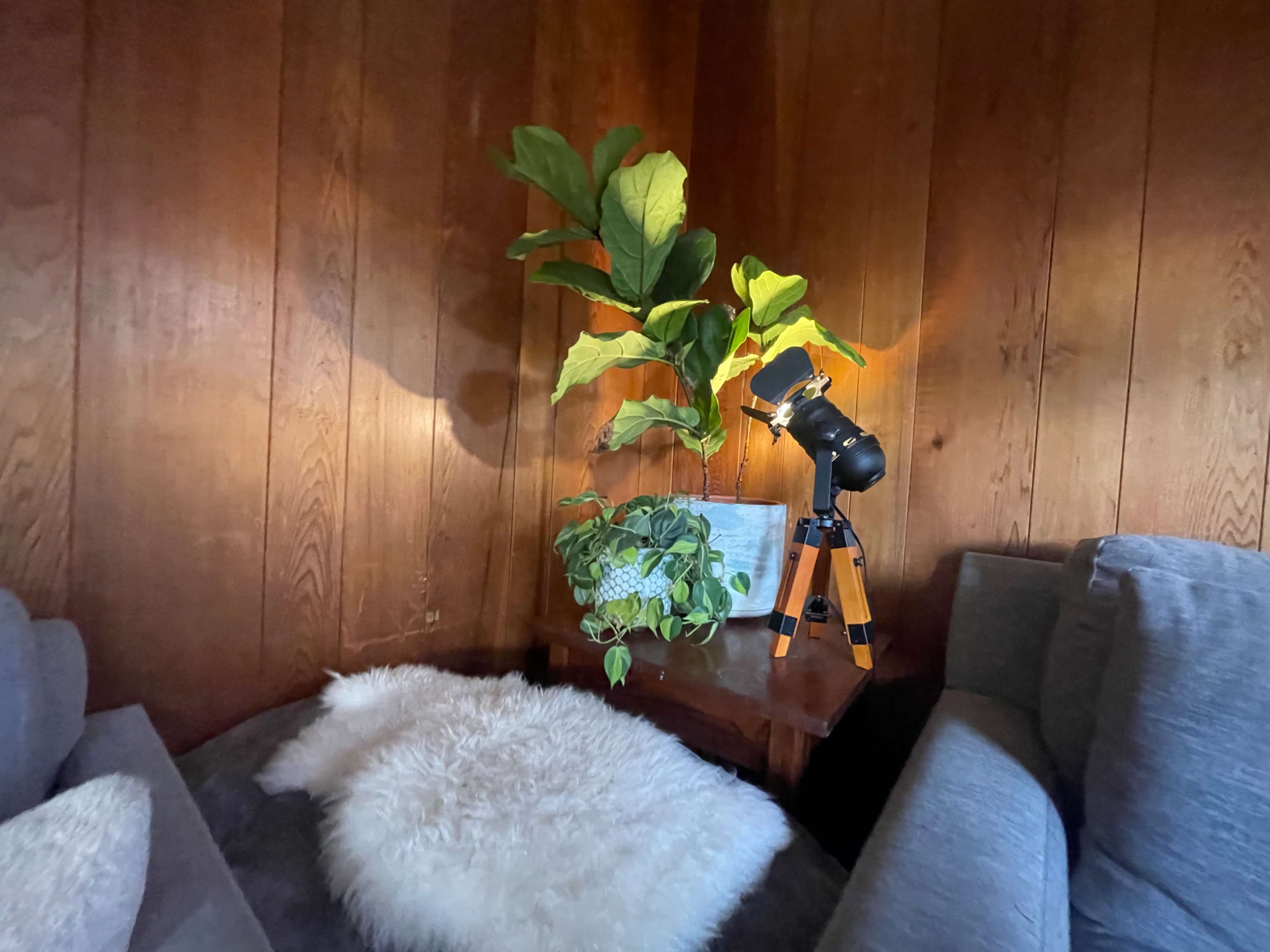 A corner of a room features a plant next to a telescope on a wooden table, with a soft rug laid on the floor.