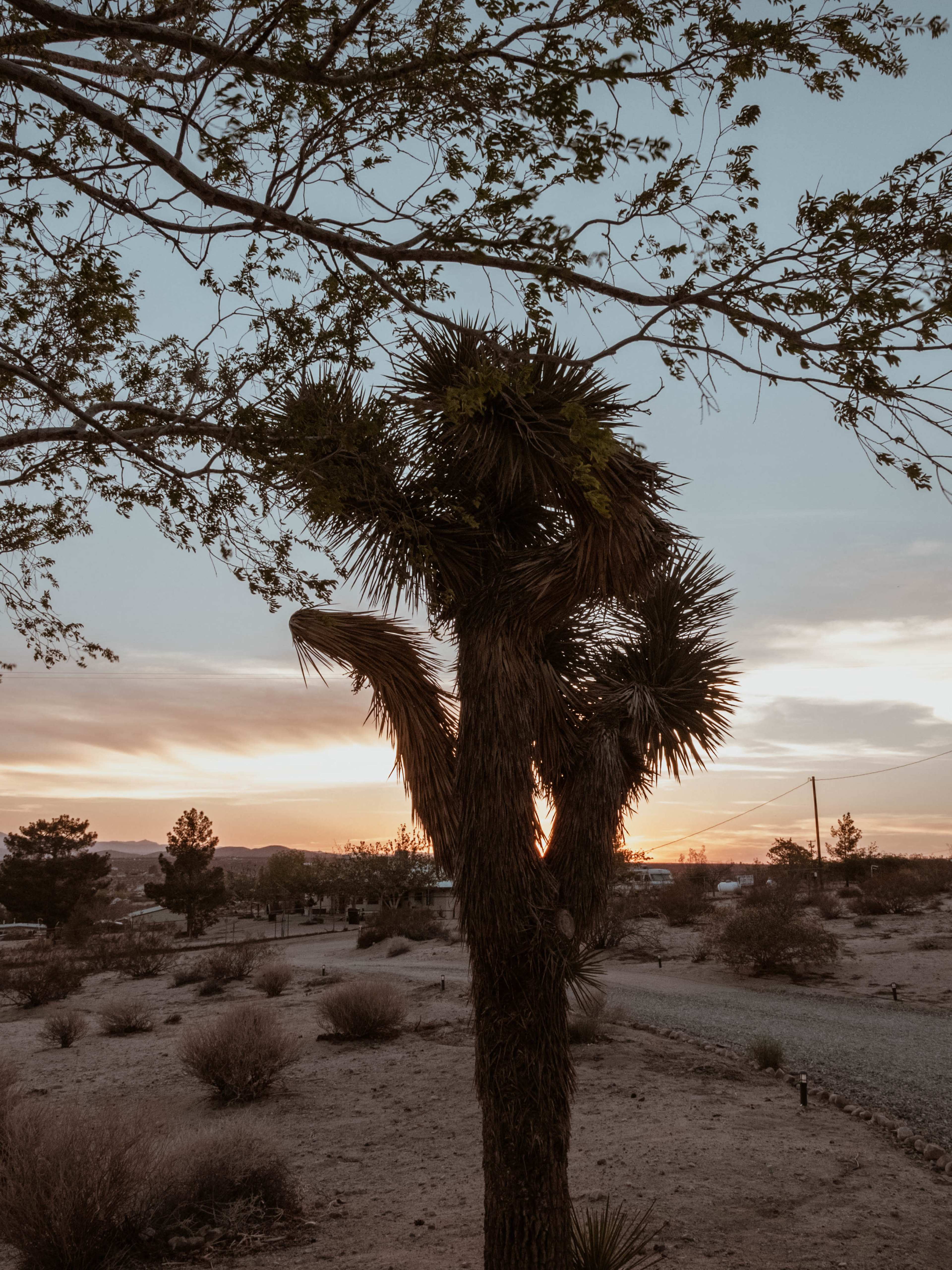 A Joshua tree stands against the backdrop of a sunset in a desert landscape, with sparse vegetation surrounding it.
