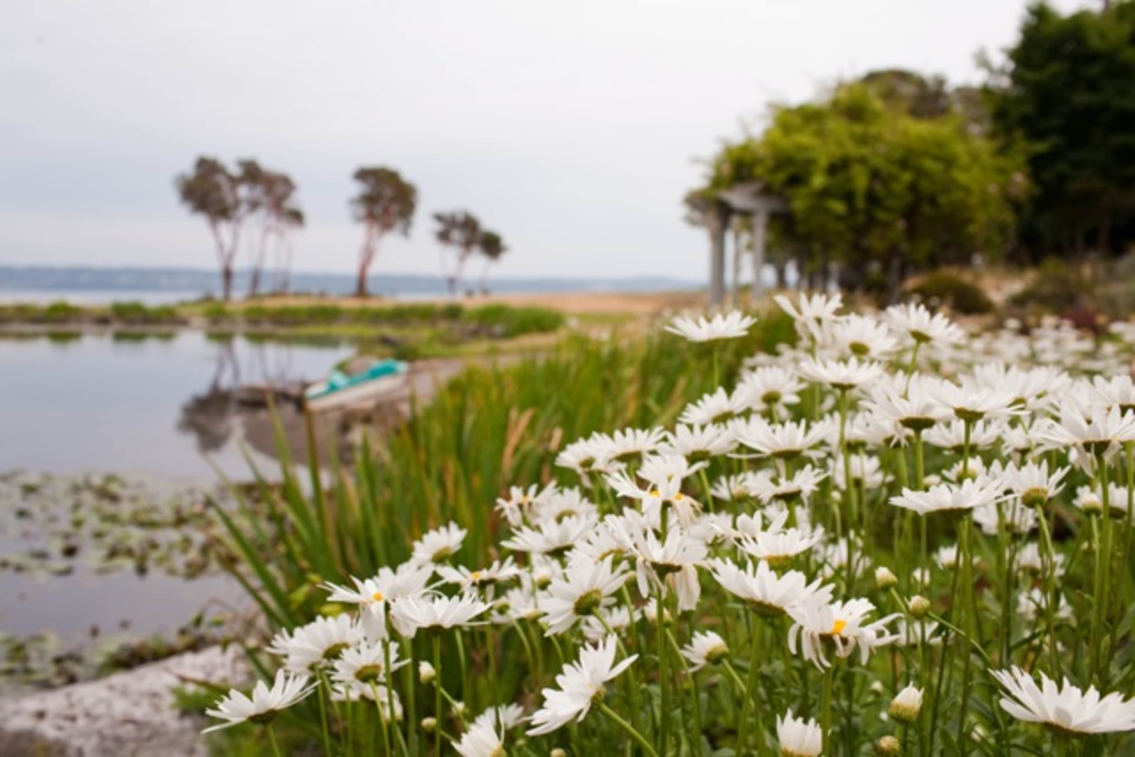 A cluster of white daisies blooms in the foreground near a calm body of water, with trees and greenery visible in the background.