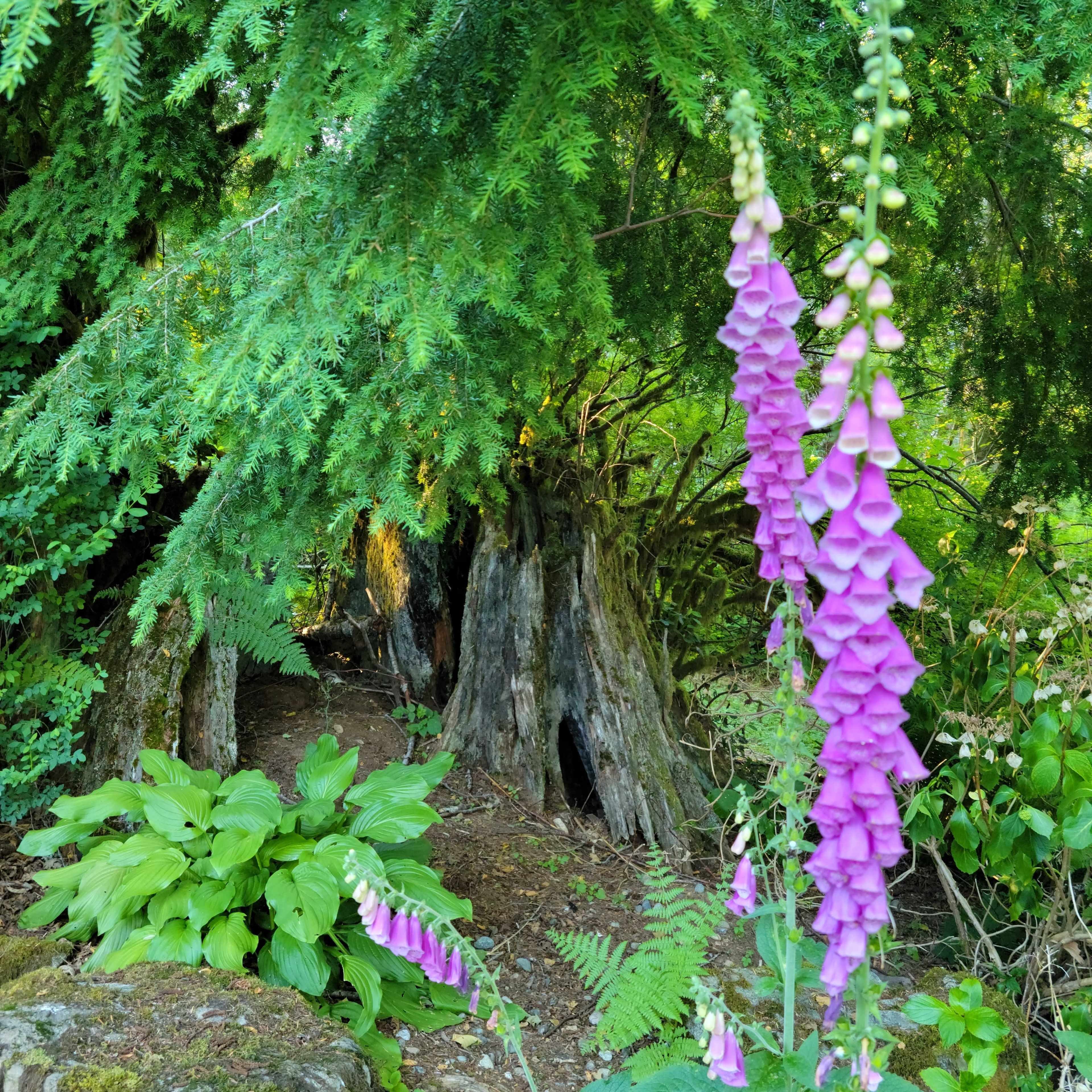 A cluster of tall purple foxglove flowers stands in front of lush green foliage and a tree stump in a wooded area.