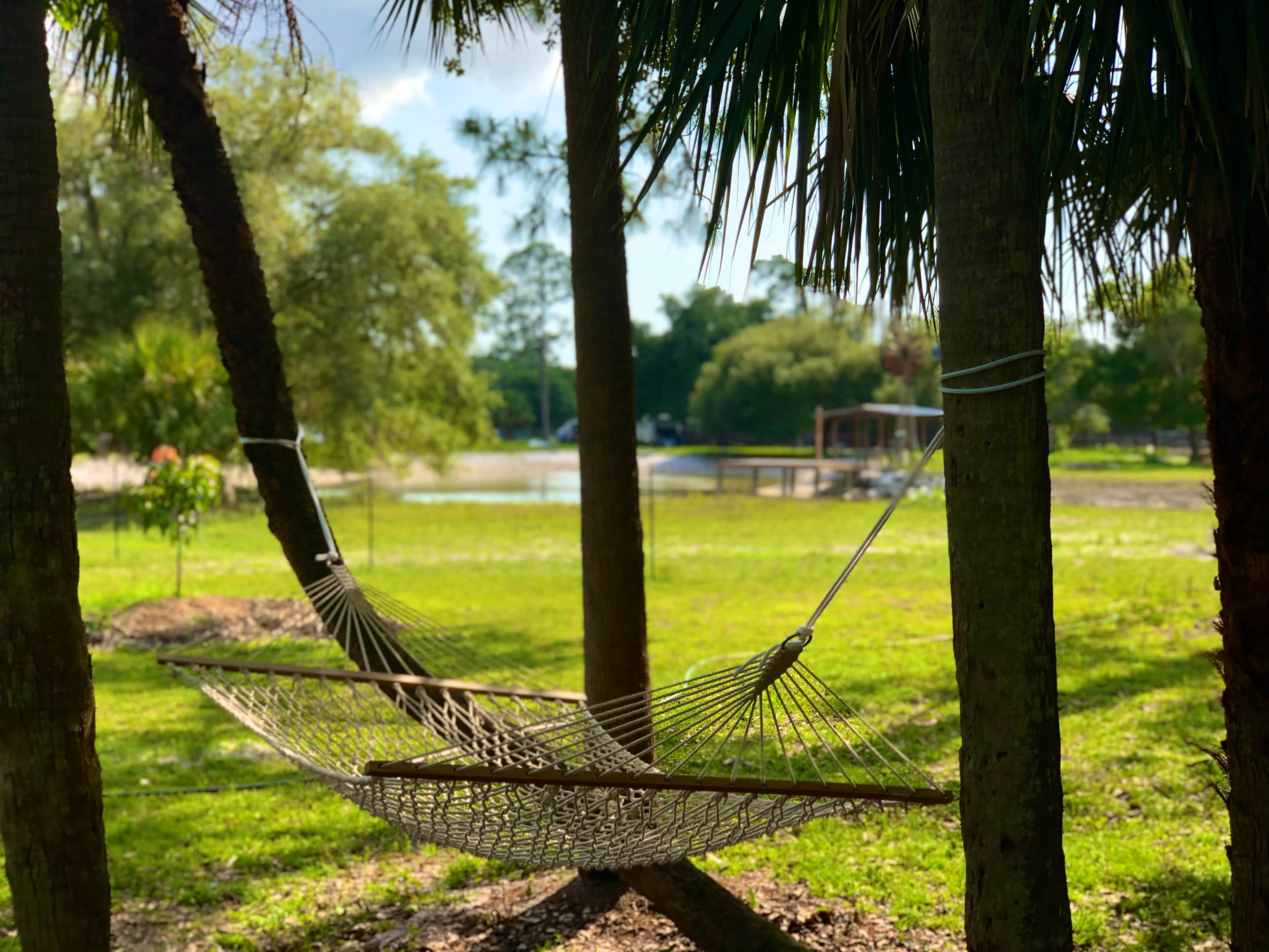 A hammock is strung between two trees in a grassy area near a pond.