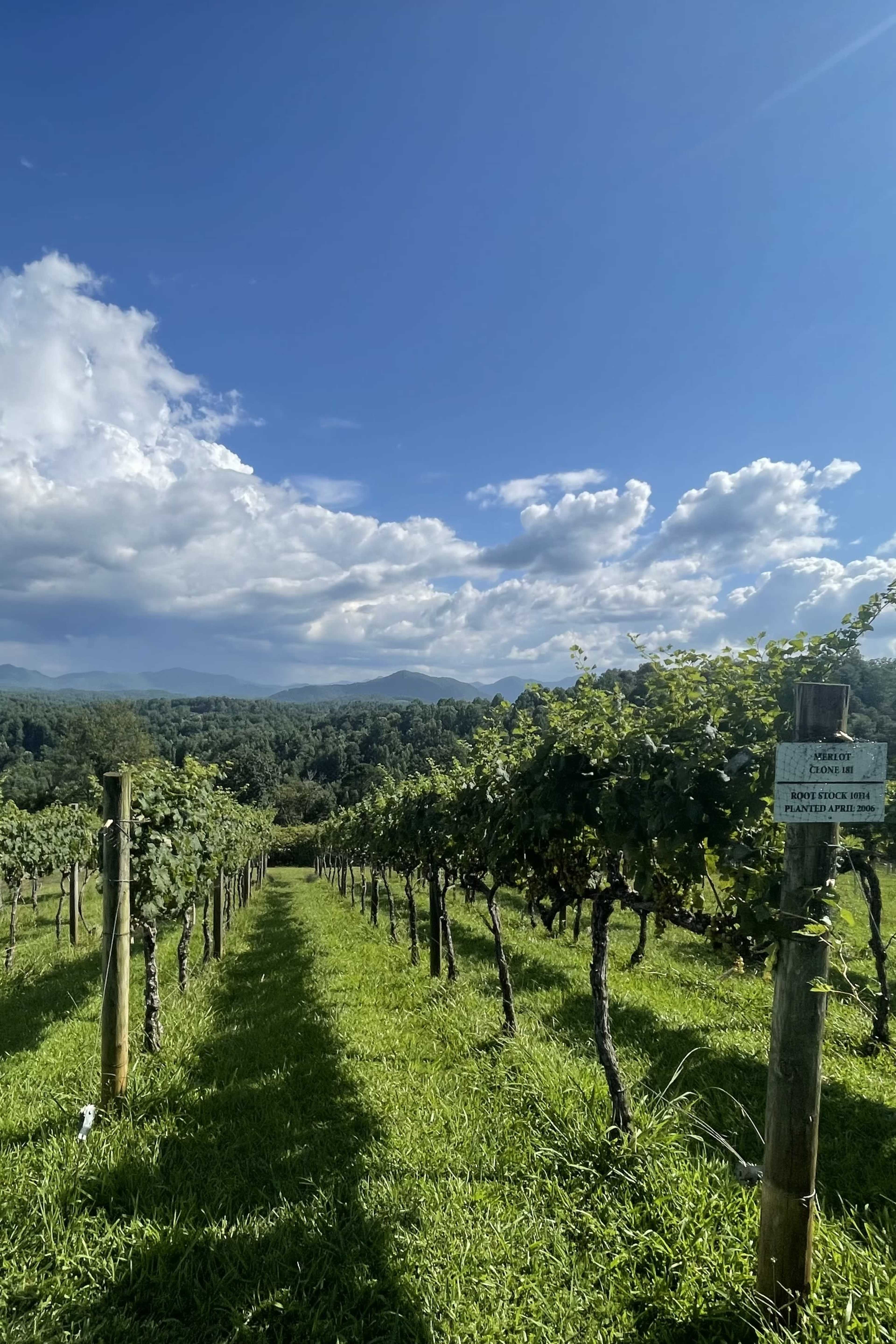 A row of grapevines stretches down a verdant landscape under a partly cloudy sky.