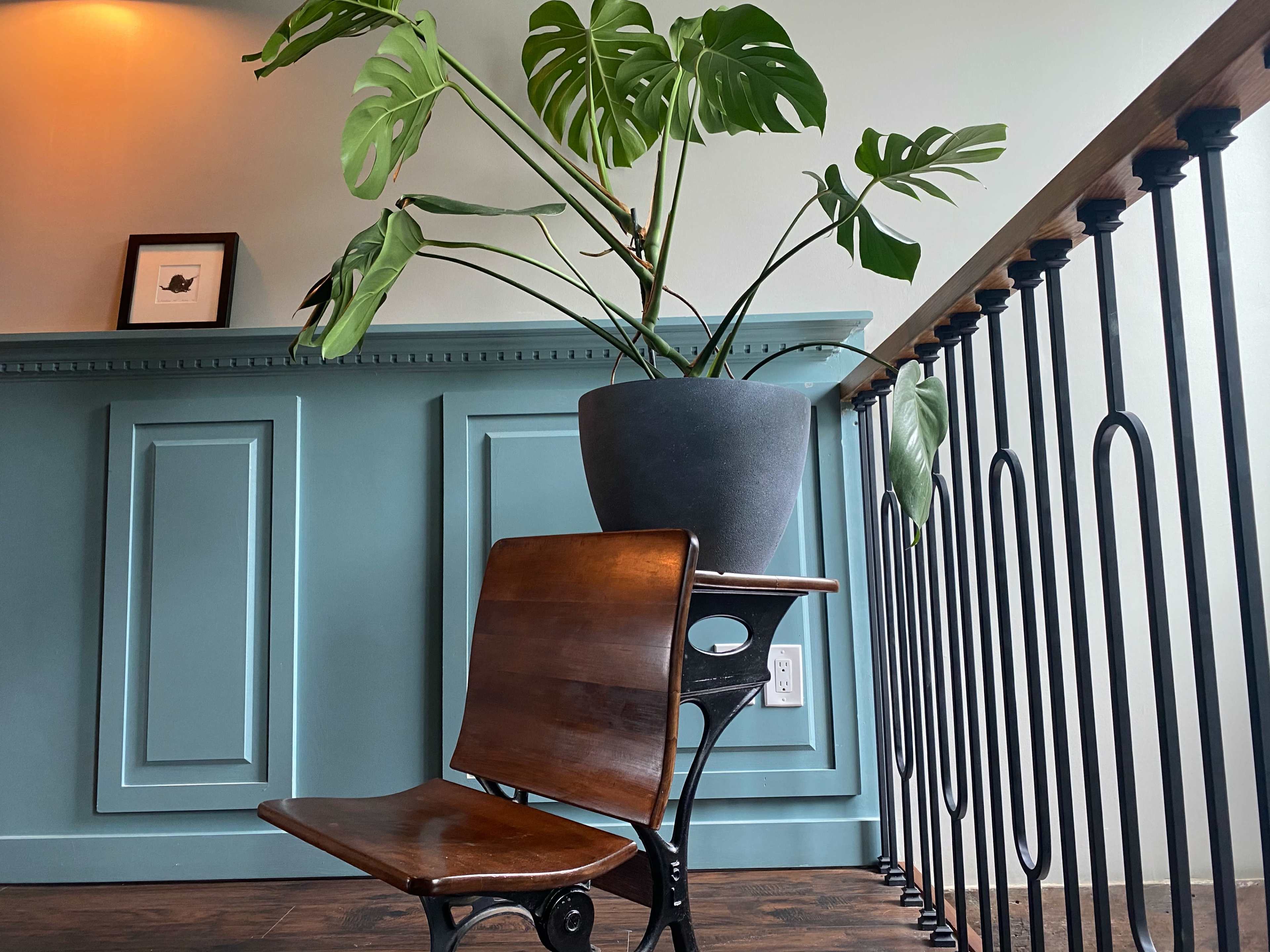 A wooden chair with a black metal base holds a large potted plant against a blue-painted wall with a framed picture on a shelf above it.