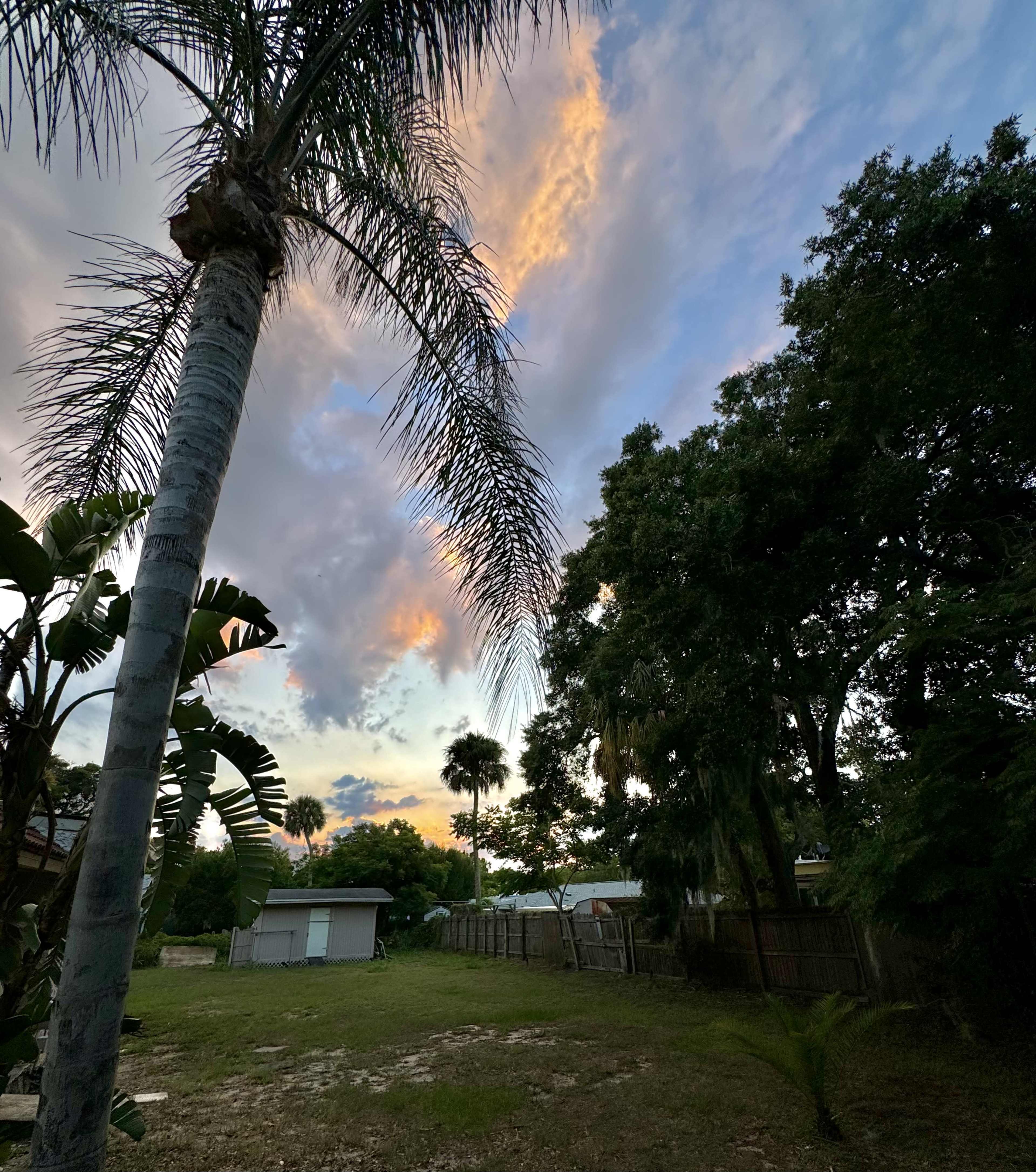 A palm tree stands in a backyard, framed by lush greenery under a colorful sky with clouds at sunset.