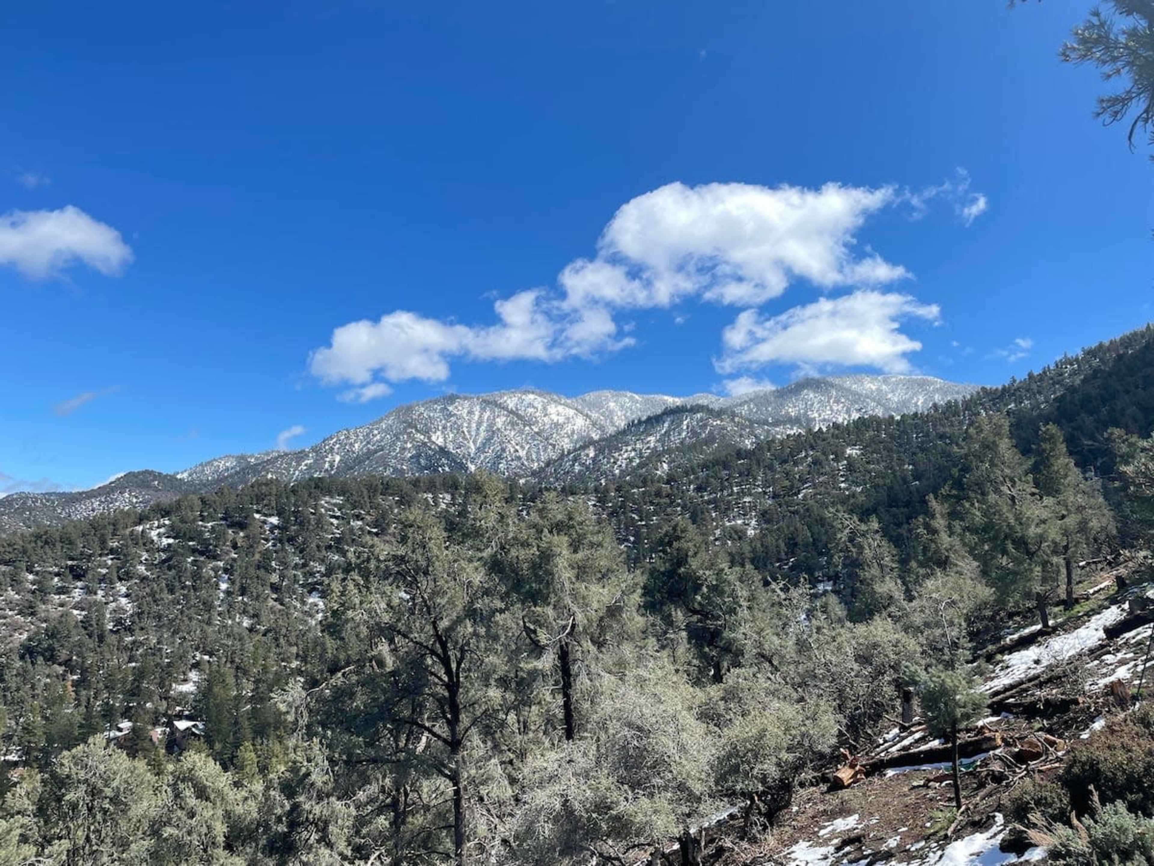 A snowy mountain range is visible in the distance, surrounded by evergreen trees and a blue sky with scattered clouds.