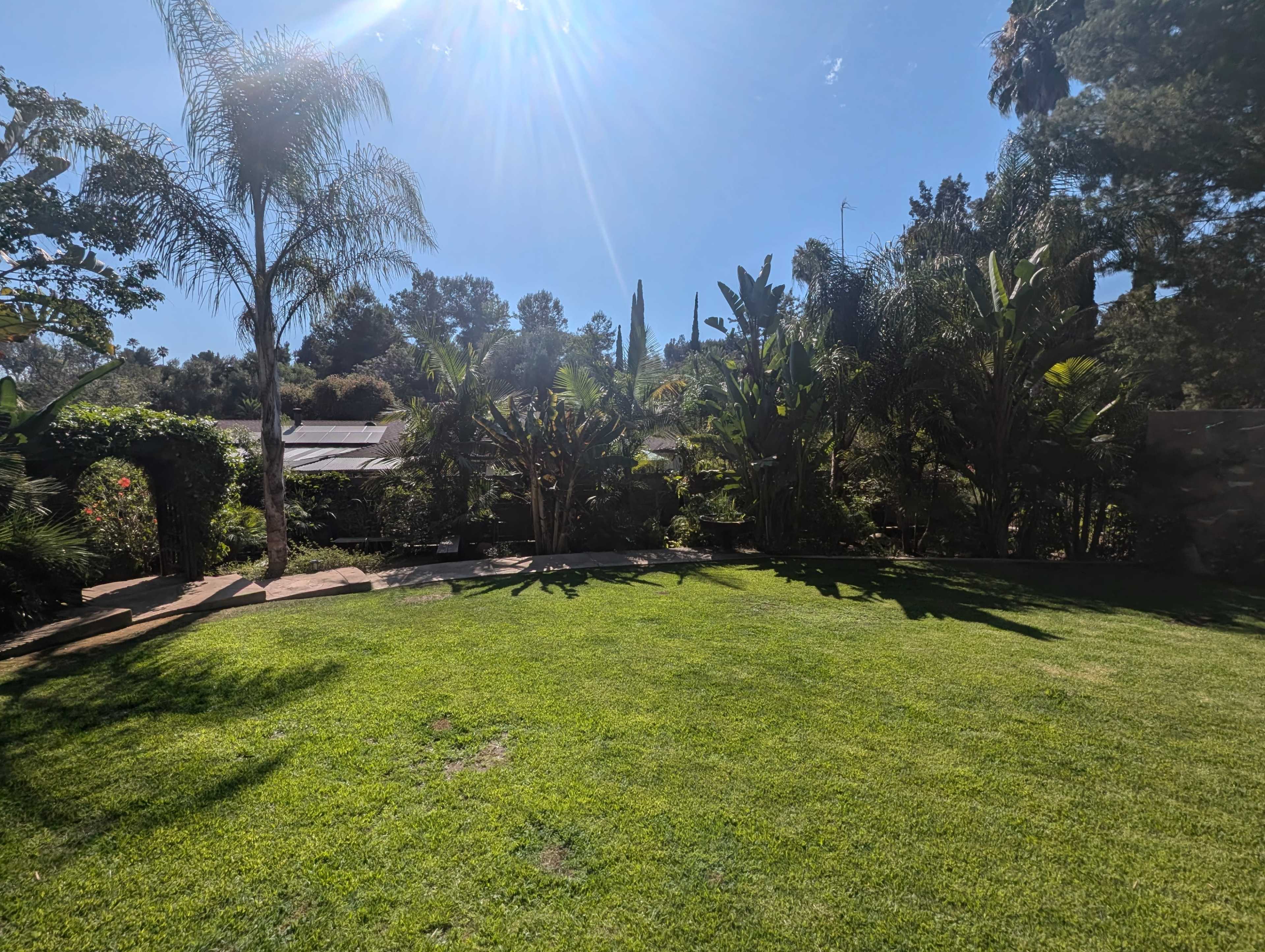 A lush green backyard is surrounded by tall plants and palm trees under a clear sky.